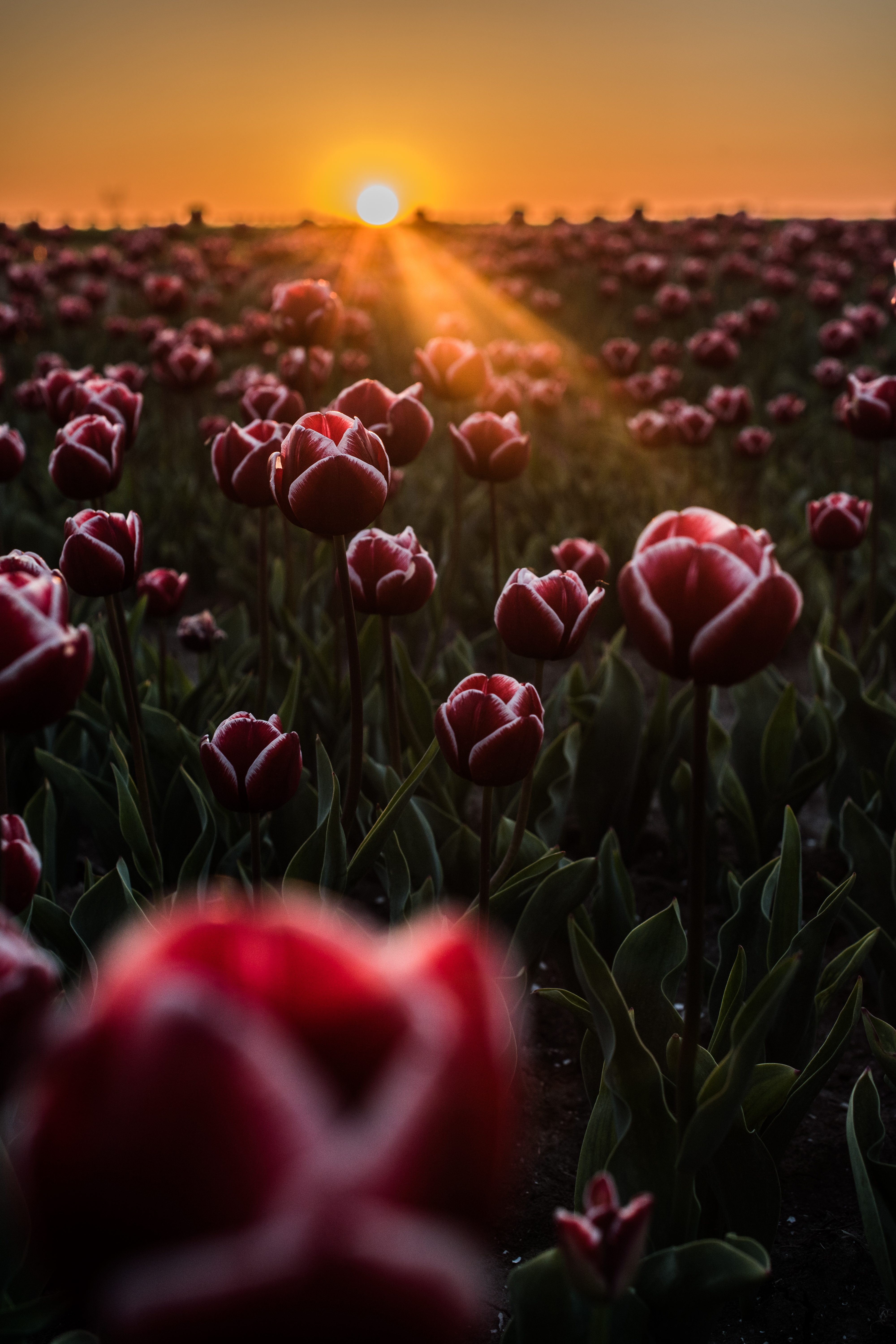 tulips, field, flowers, horizon, sunlight