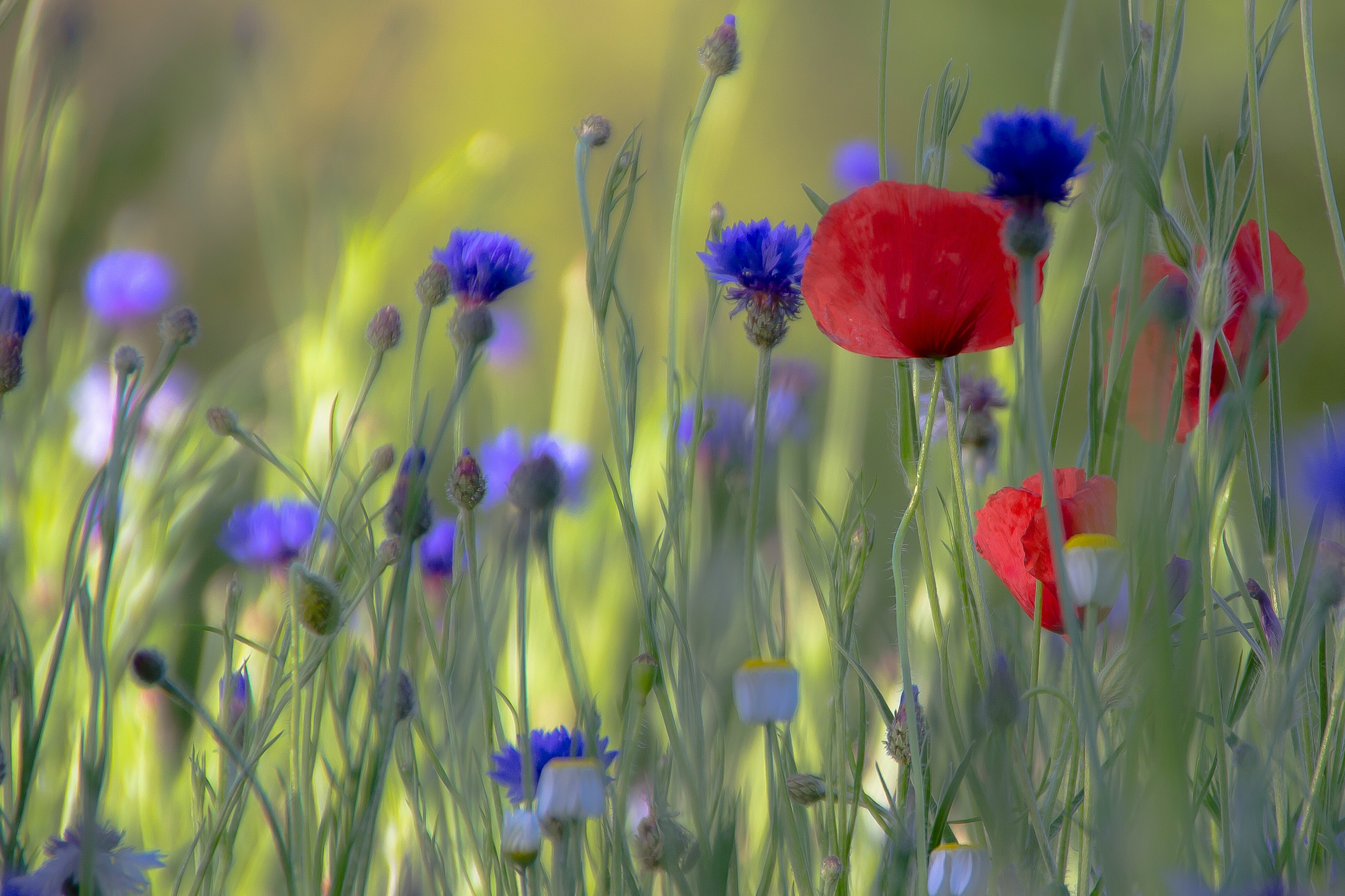 Handy-Wallpaper Natur, Blumen, Mohn, Sommer, Blume, Rote Blume, Erde/natur, Blaue Blume kostenlos herunterladen.