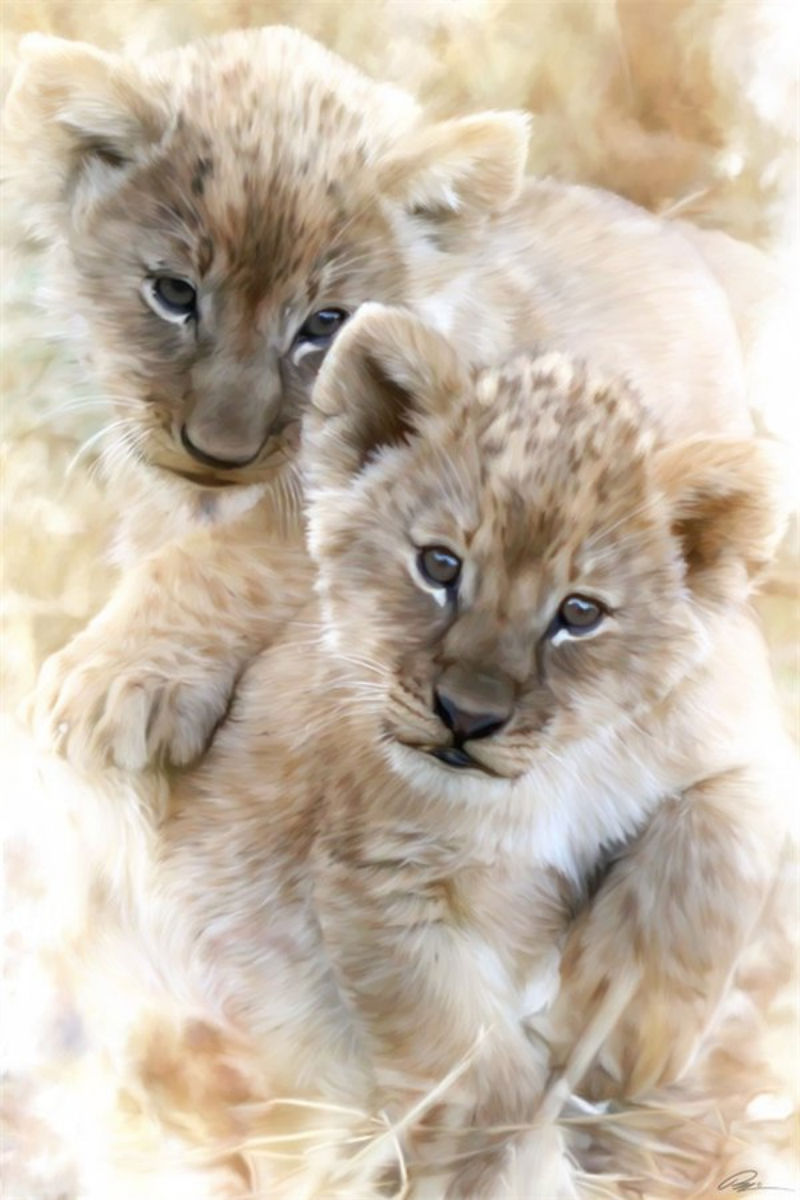 Téléchargez des papiers peints mobile Lions, Animaux gratuitement.