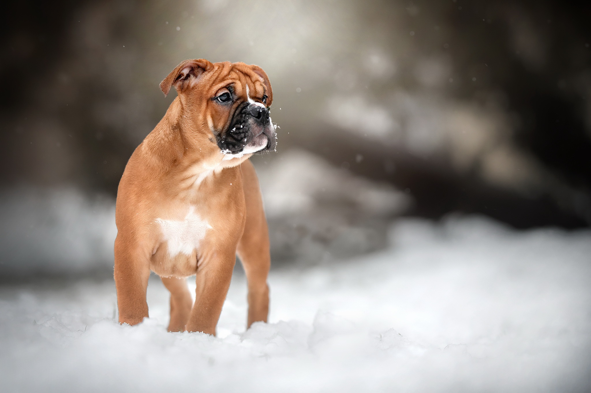 Download mobile wallpaper Winter, Dogs, Snow, Dog, Animal, Boxer, Depth Of Field for free.