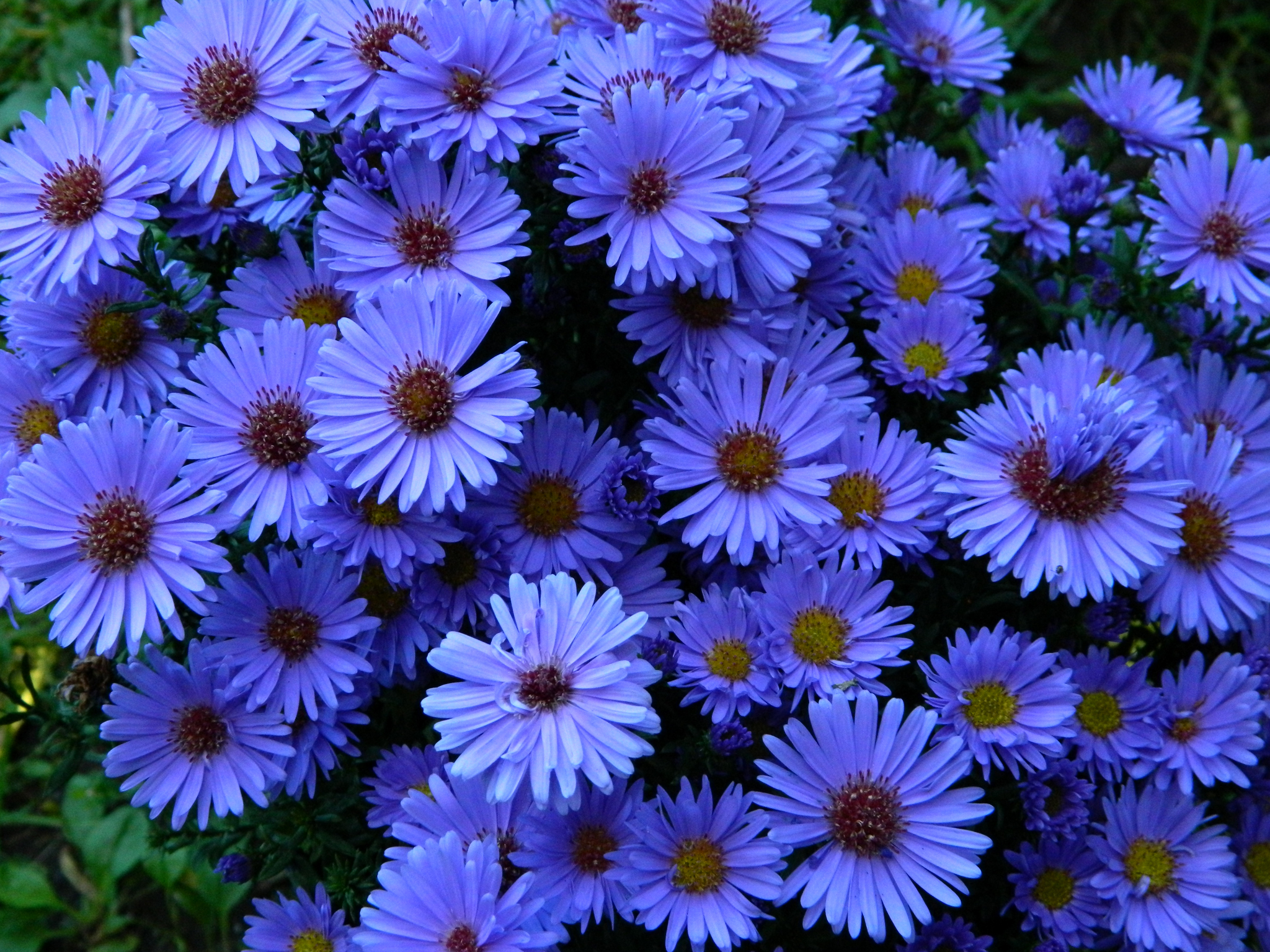 Descarga gratis la imagen Flores, Flor, Margarita, Tierra/naturaleza, Flor Azul en el escritorio de tu PC
