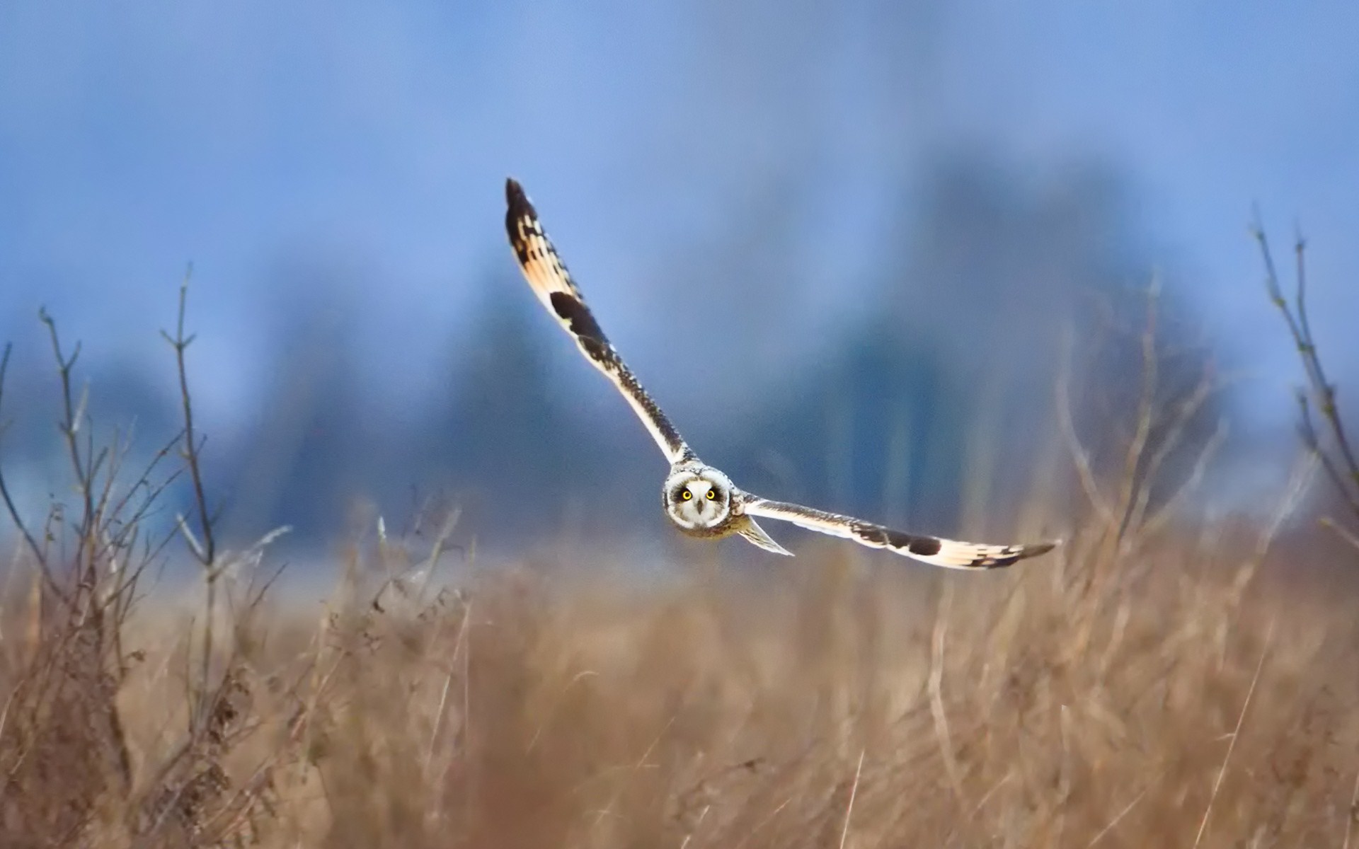 Descarga gratuita de fondo de pantalla para móvil de Animales, Búho, Aves, Ave.