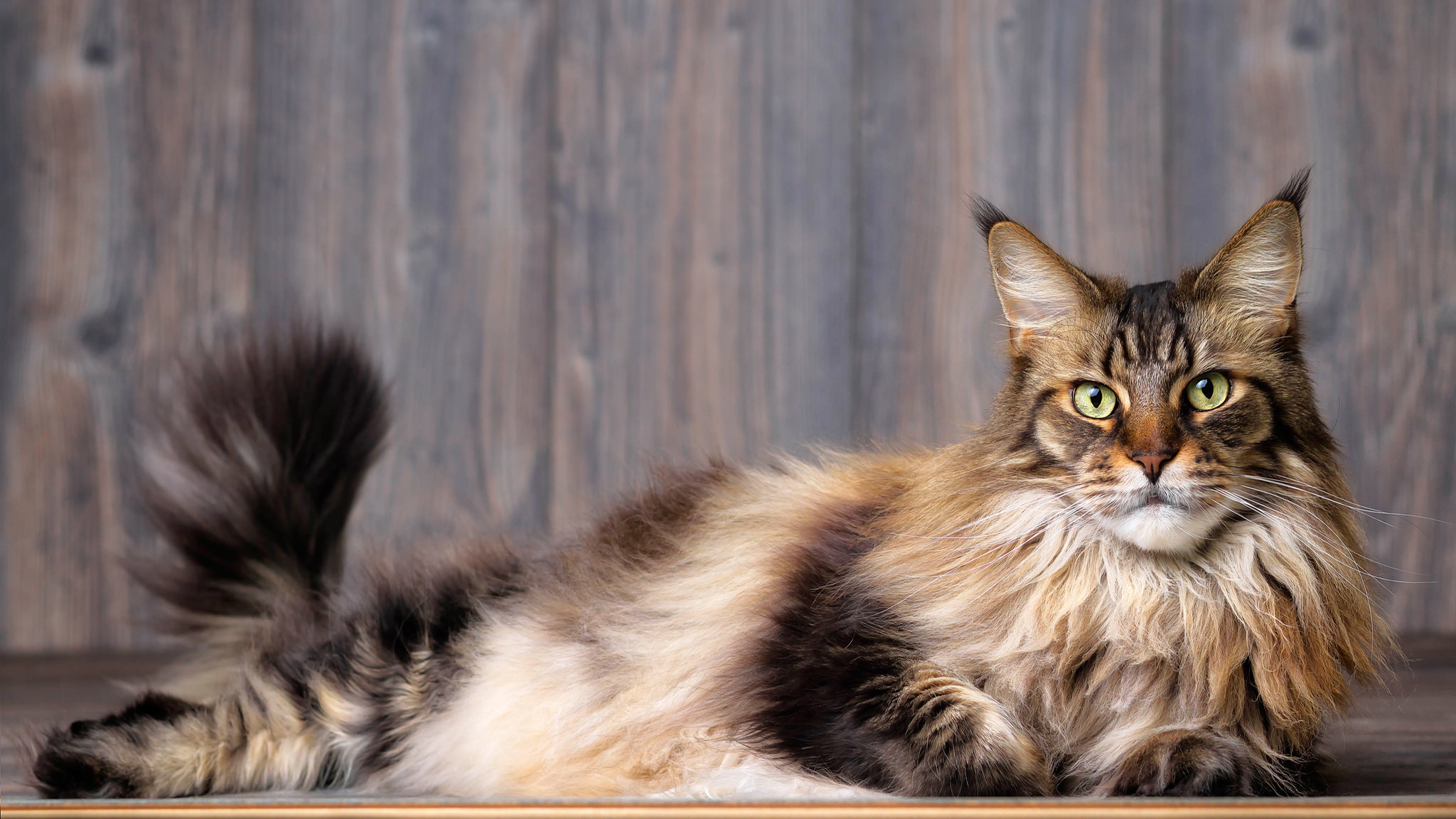 Baixe gratuitamente a imagem Animais, Gatos, Gato na área de trabalho do seu PC