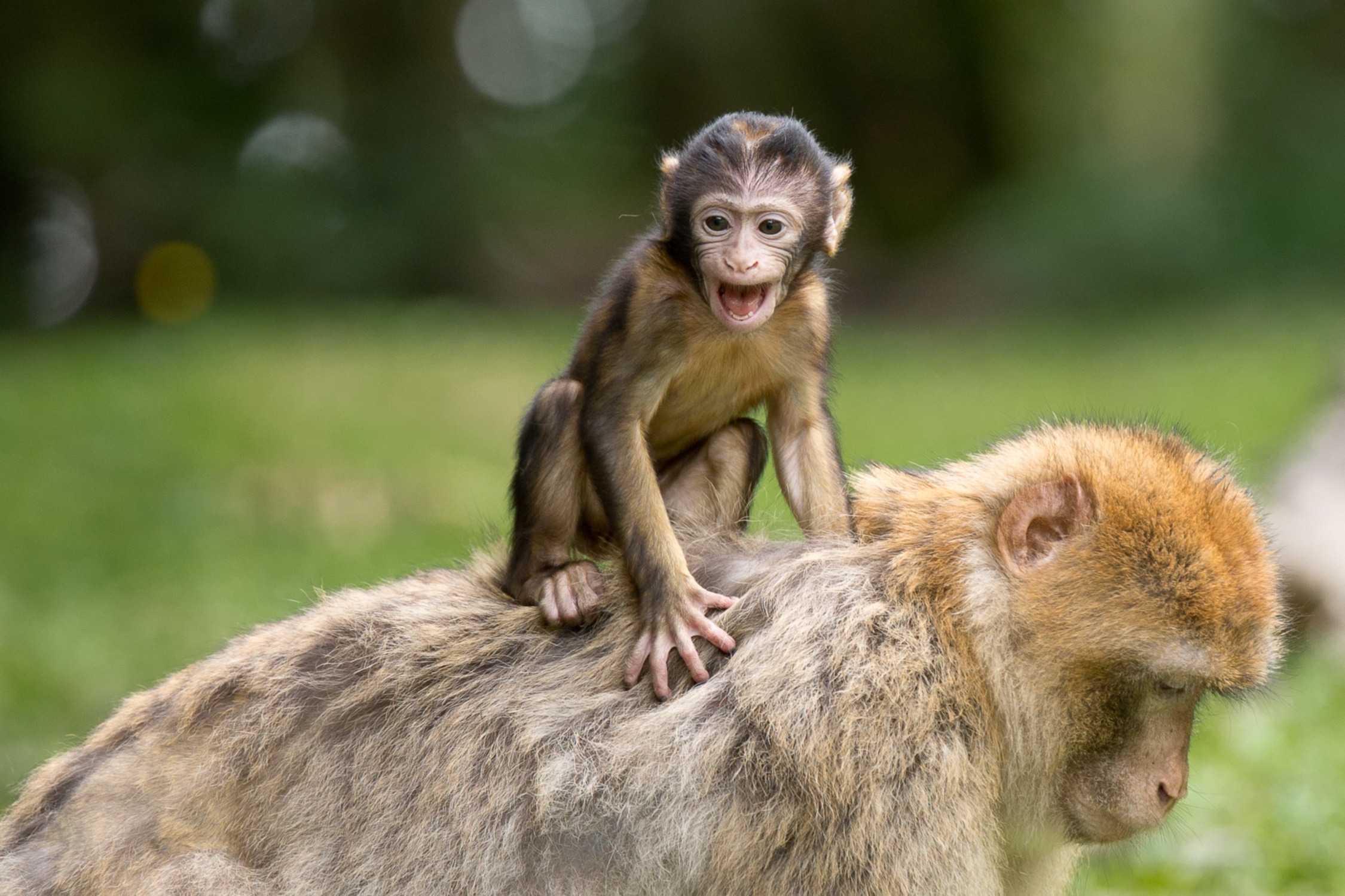 374164 descargar fondo de pantalla animales, mono, bebe animal, macaco, monos: protectores de pantalla e imágenes gratis