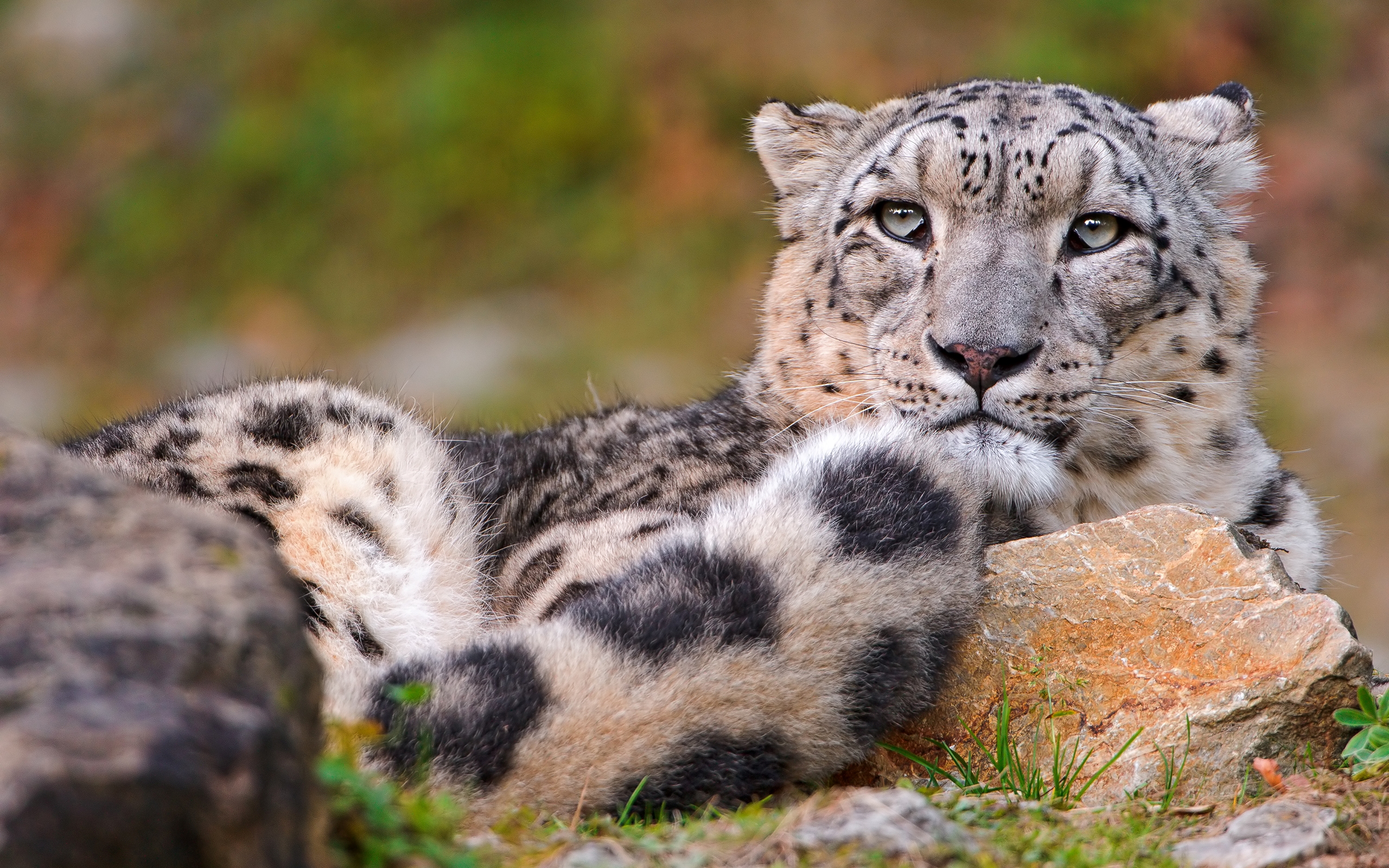 Baixe gratuitamente a imagem Animais, Leopardo Das Neves na área de trabalho do seu PC