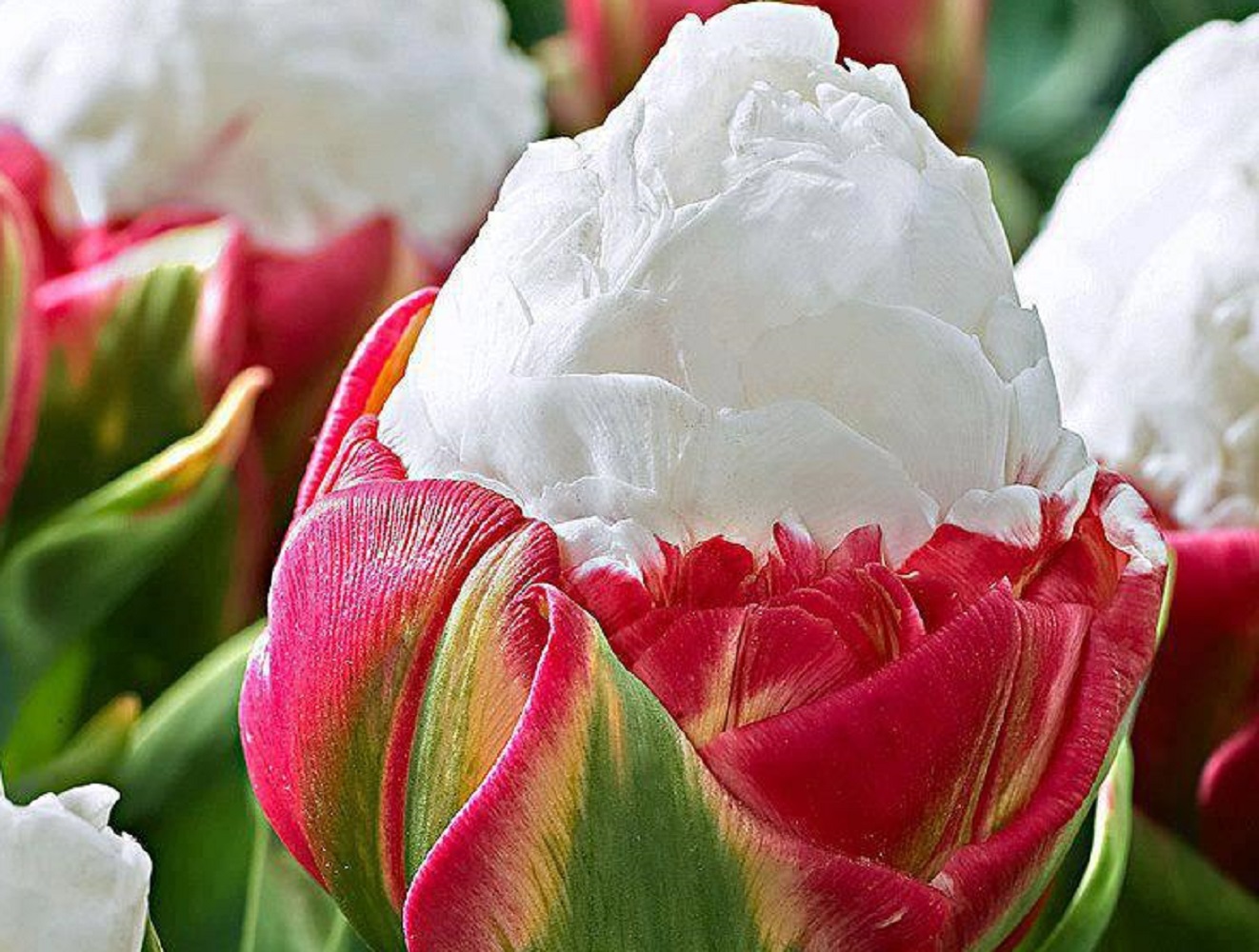 Download mobile wallpaper Flowers, Flower, Earth, Tulip for free.