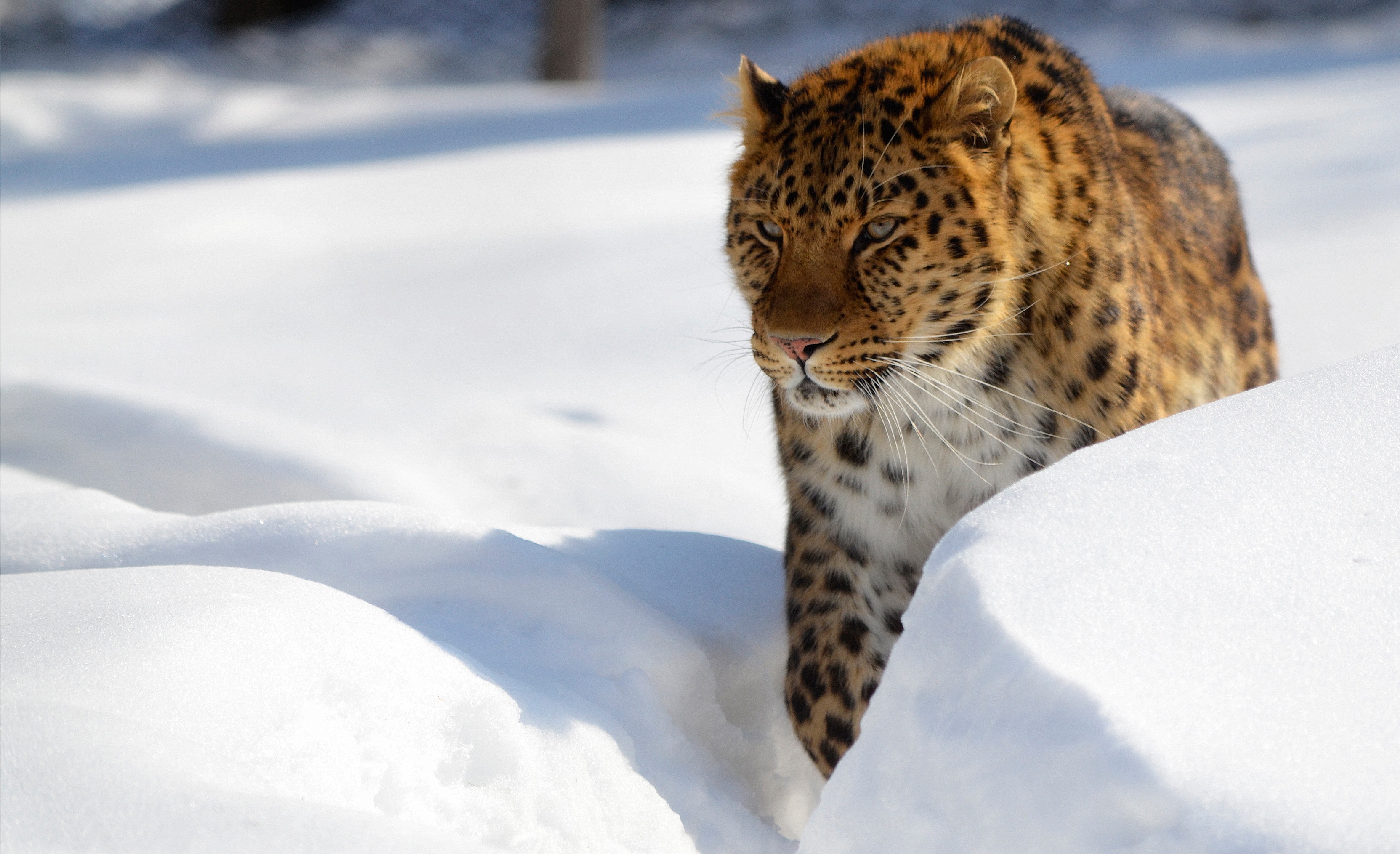 Download mobile wallpaper Winter, Cats, Snow, Leopard, Animal for free.