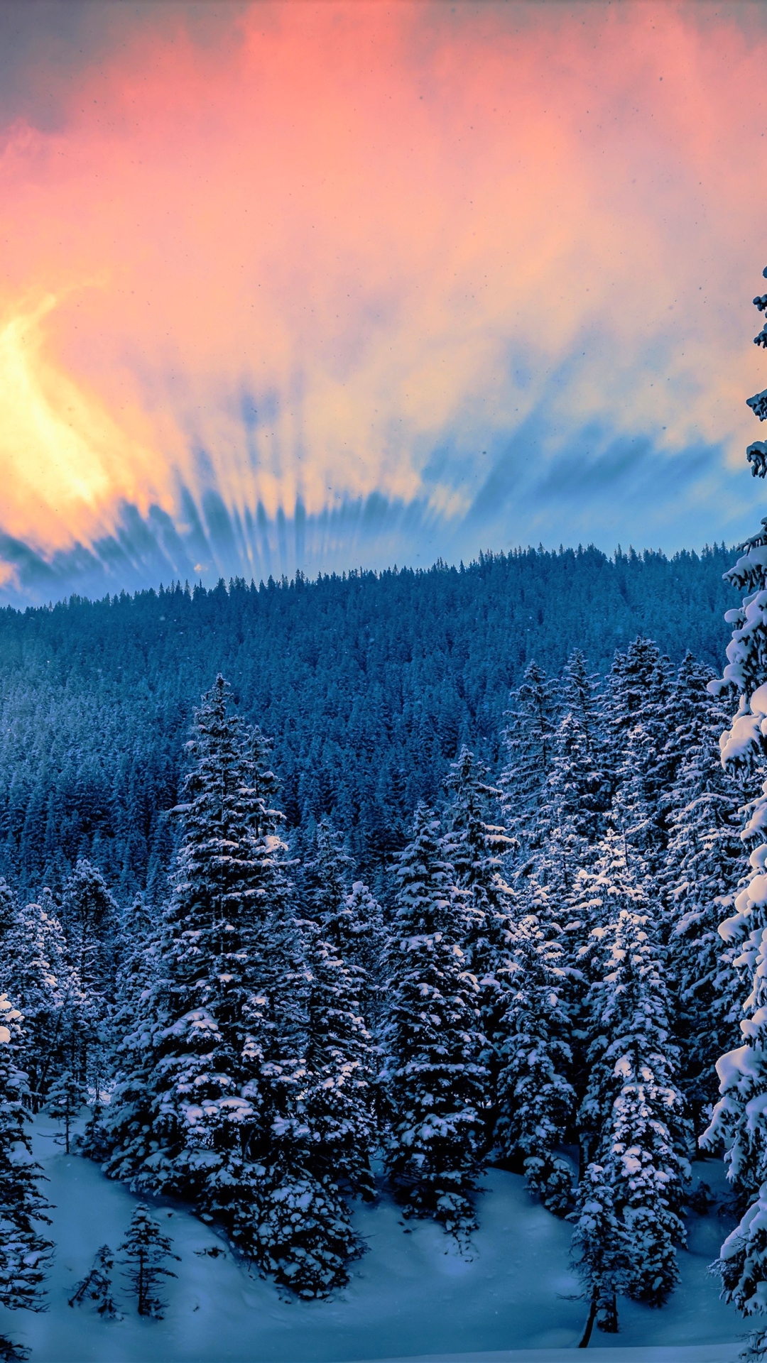 Скачать картинку Зима, Закат, Небо, Снег, Лес, Дерево, Земля/природа, Закат Солнца в телефон бесплатно.