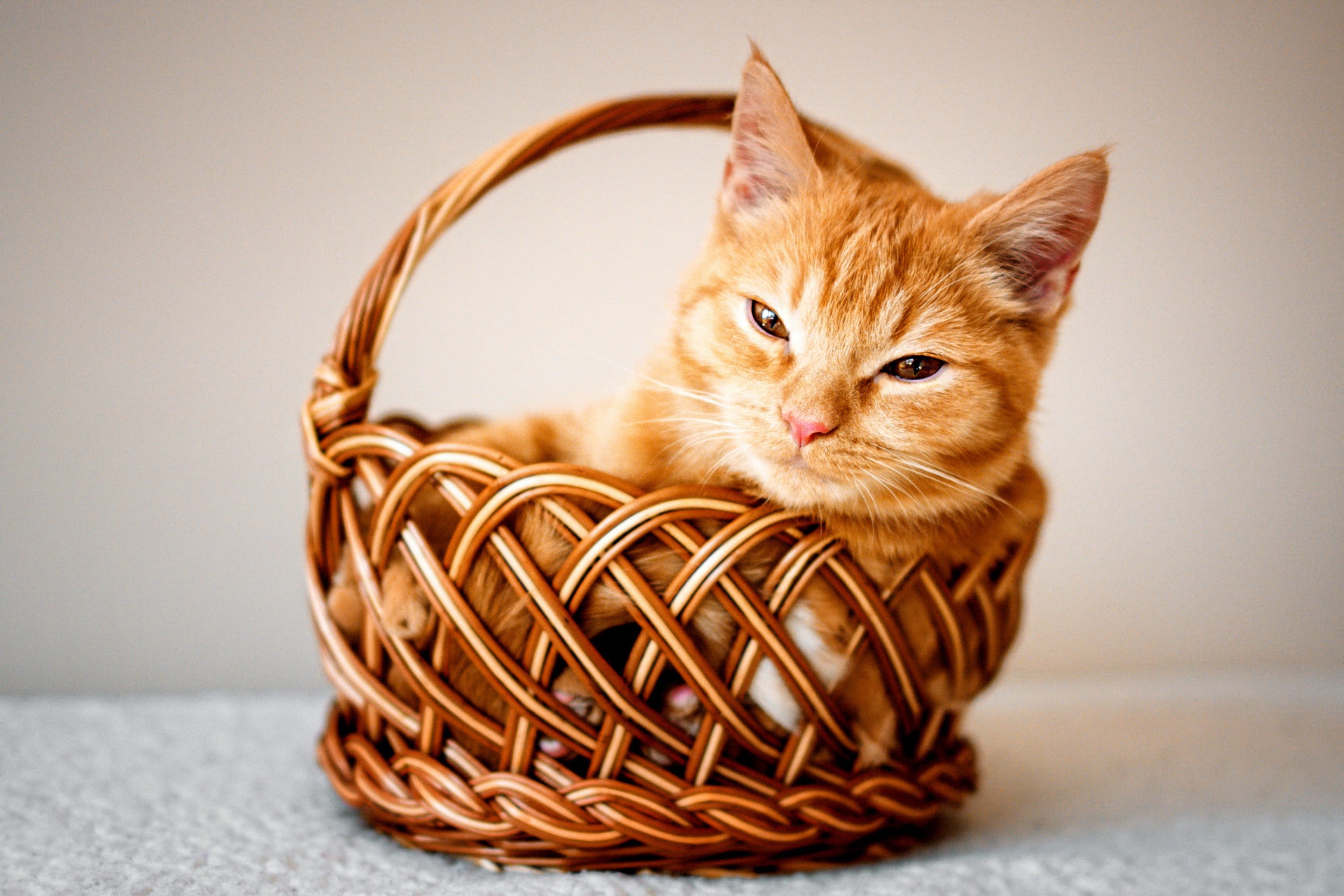 Free download wallpaper Cats, Cat, Animal, Basket on your PC desktop
