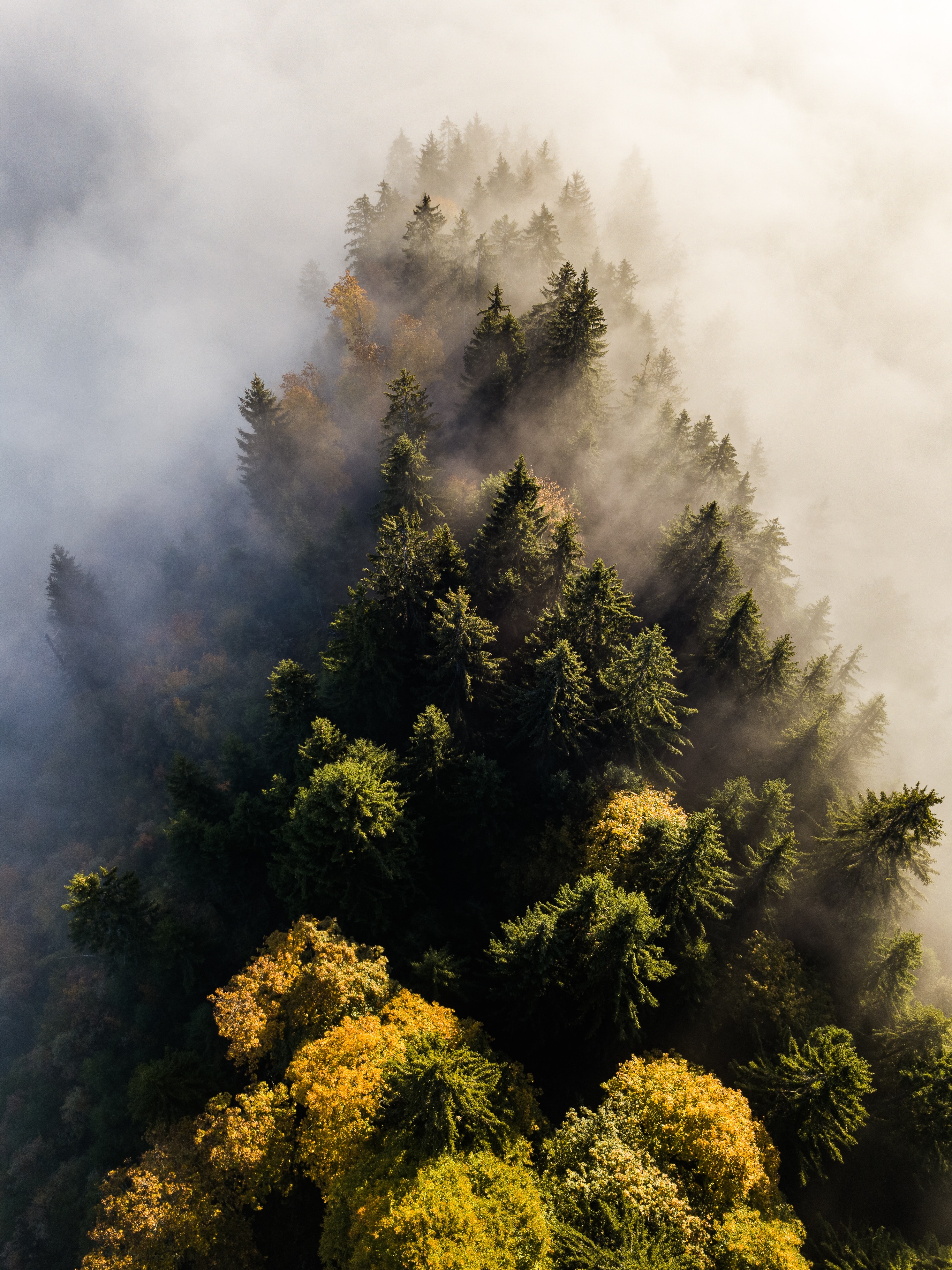 119049 скачать картинку лес, верхушки, природа, деревья, вид сверху, туман - обои и заставки бесплатно