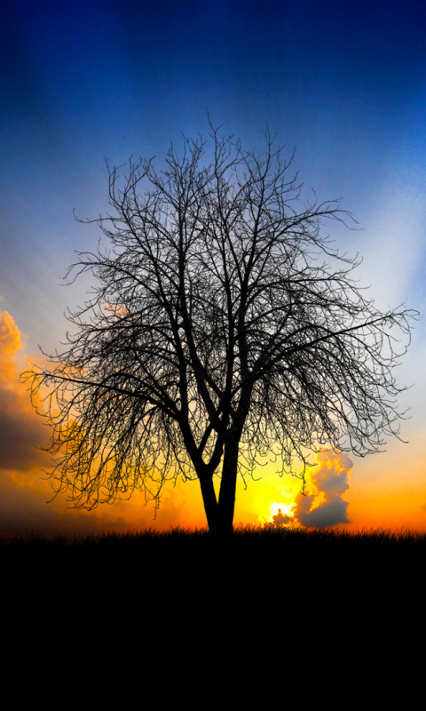 Download mobile wallpaper Trees, Sky, Sun, Tree, Earth, Cloud for free.