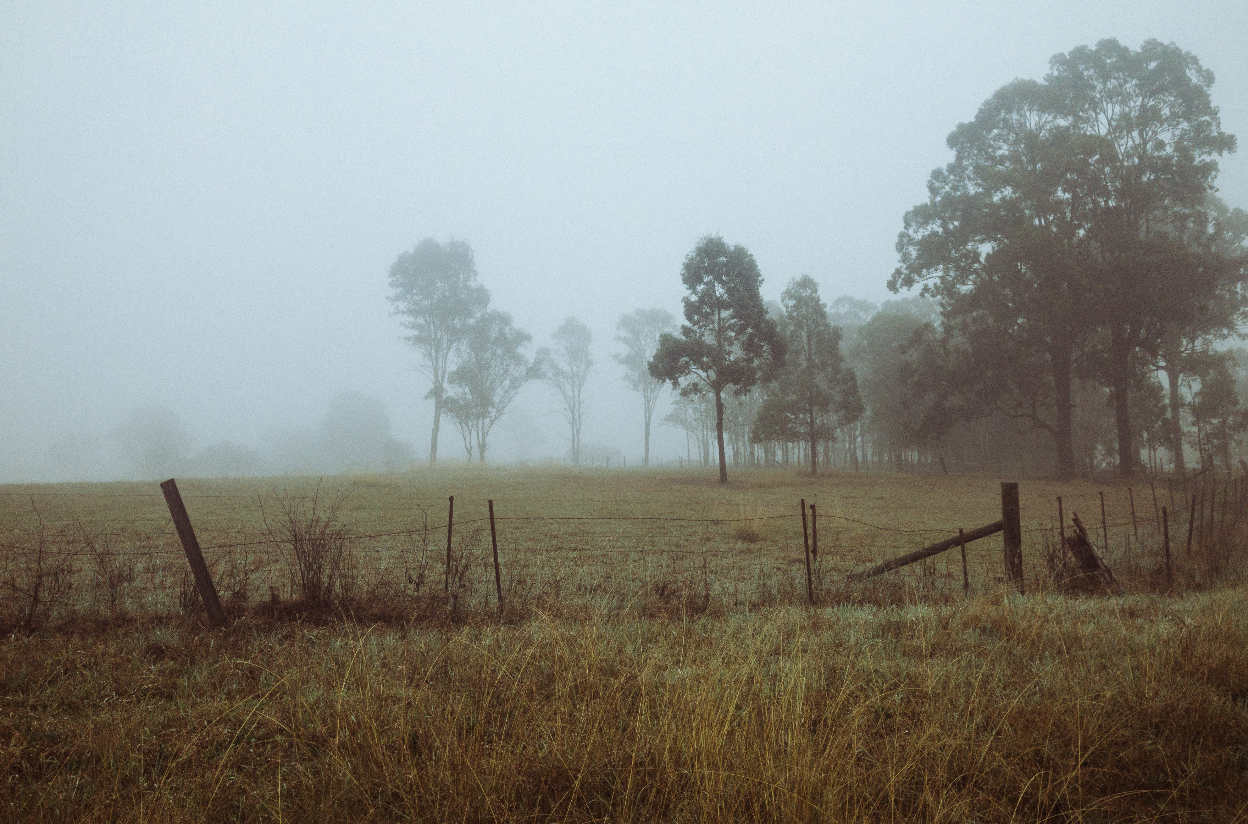 Download mobile wallpaper Fog, Field, Trees, Grass, Nature, Dawn for free.