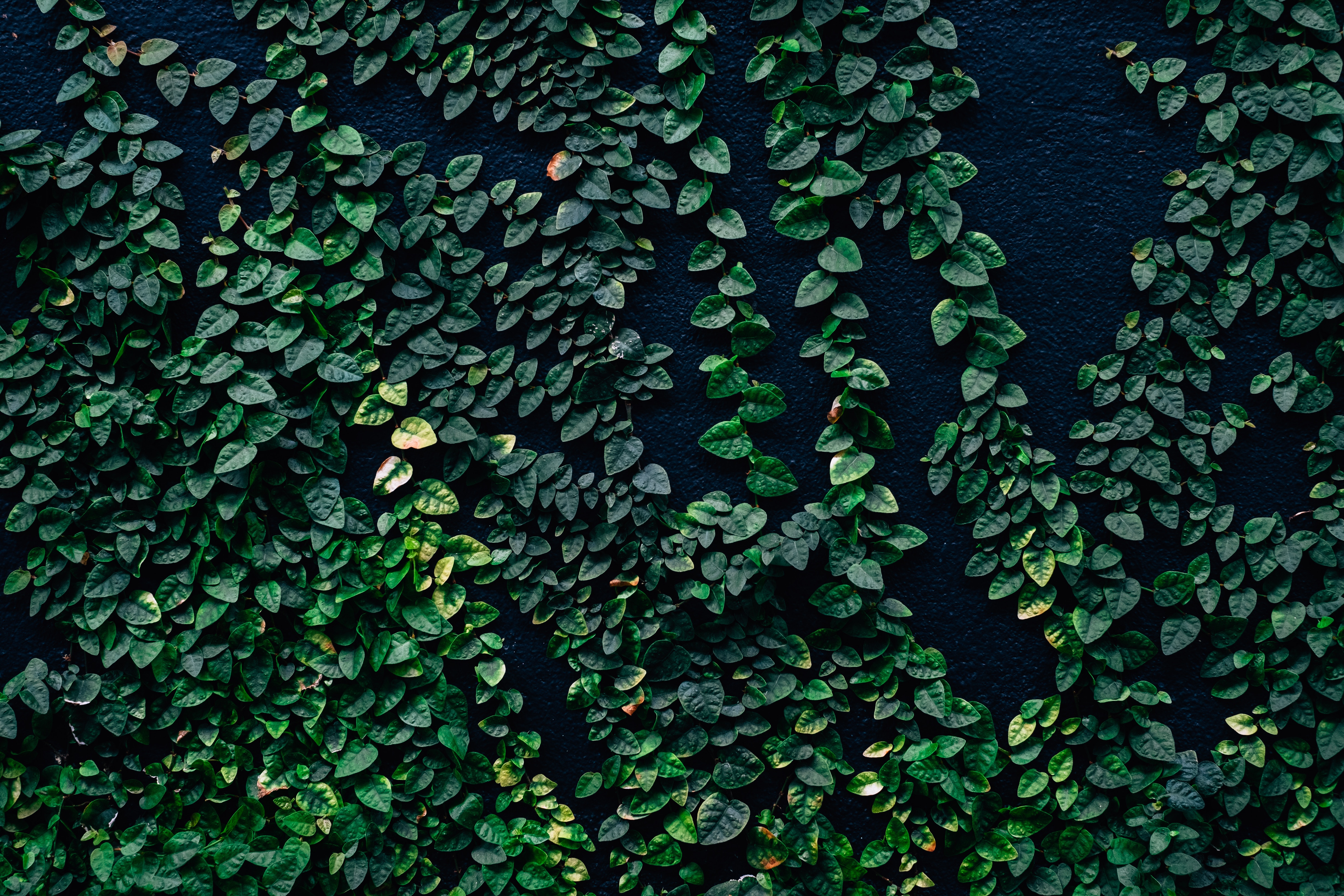 Скачать картинку Природа, Зеленый, Листья, Стена в телефон бесплатно.