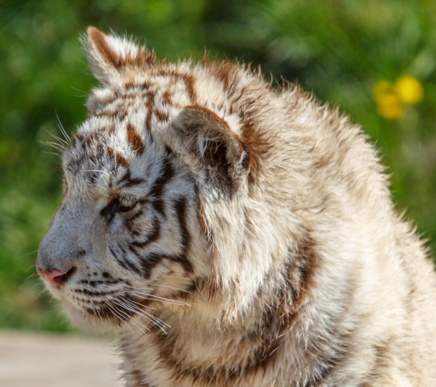 Téléchargez des papiers peints mobile Animaux, Chats, Tigre Blanc gratuitement.