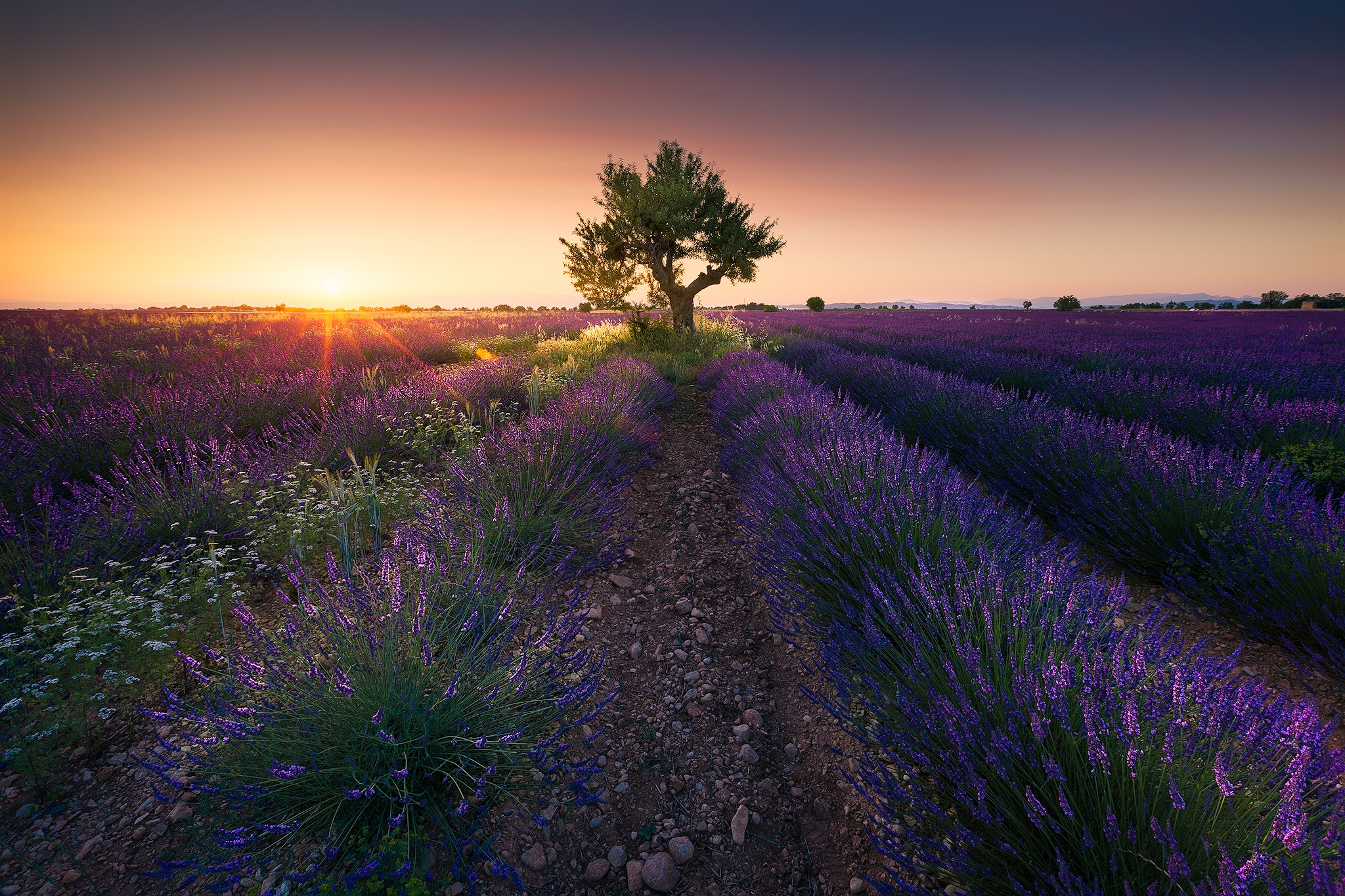 Laden Sie das Natur, Blumen, Sommer, Baum, Sonnenaufgang, Feld, Lavendel, Lila Blume, Erde/natur-Bild kostenlos auf Ihren PC-Desktop herunter