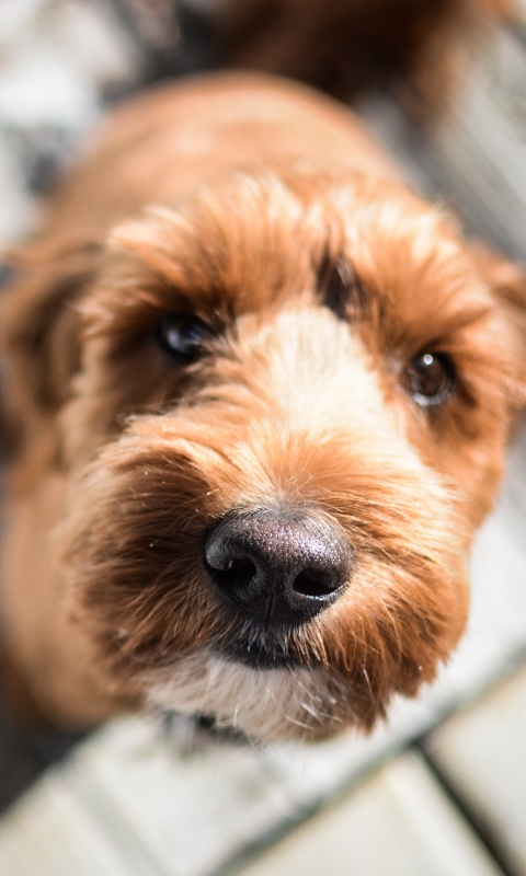 Téléchargez des papiers peints mobile Animaux, Chiens, Chien, Regard gratuitement.