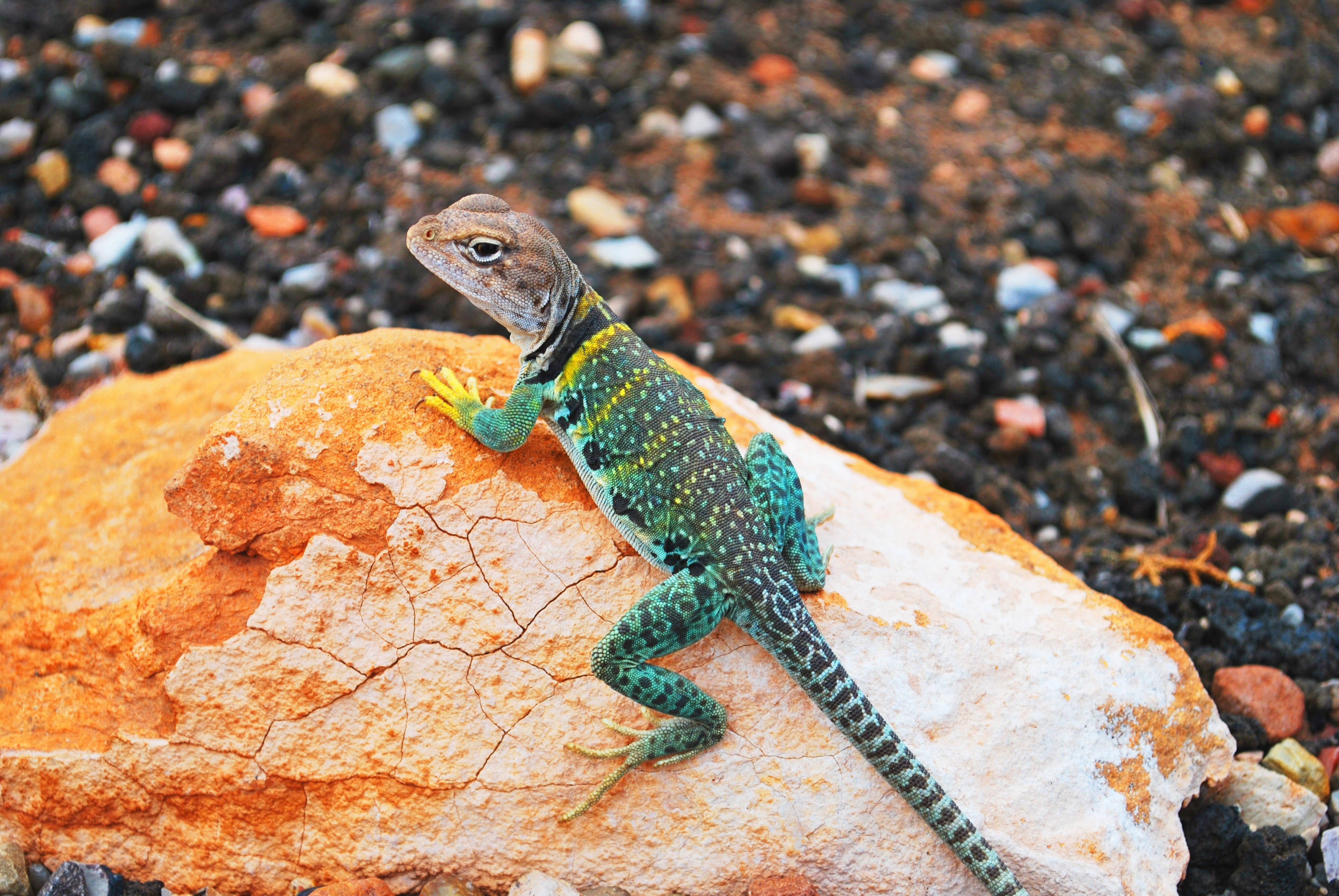 Free download wallpaper Stones, Lizard, Gecko, Animals on your PC desktop