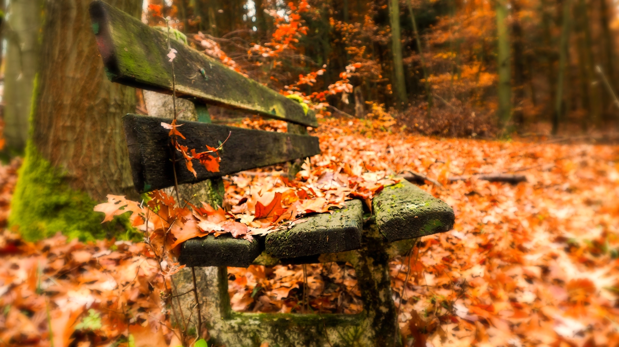 Скачать обои бесплатно Осень, Листва, Скамья, Сделано Человеком, Глубина Резкости картинка на рабочий стол ПК
