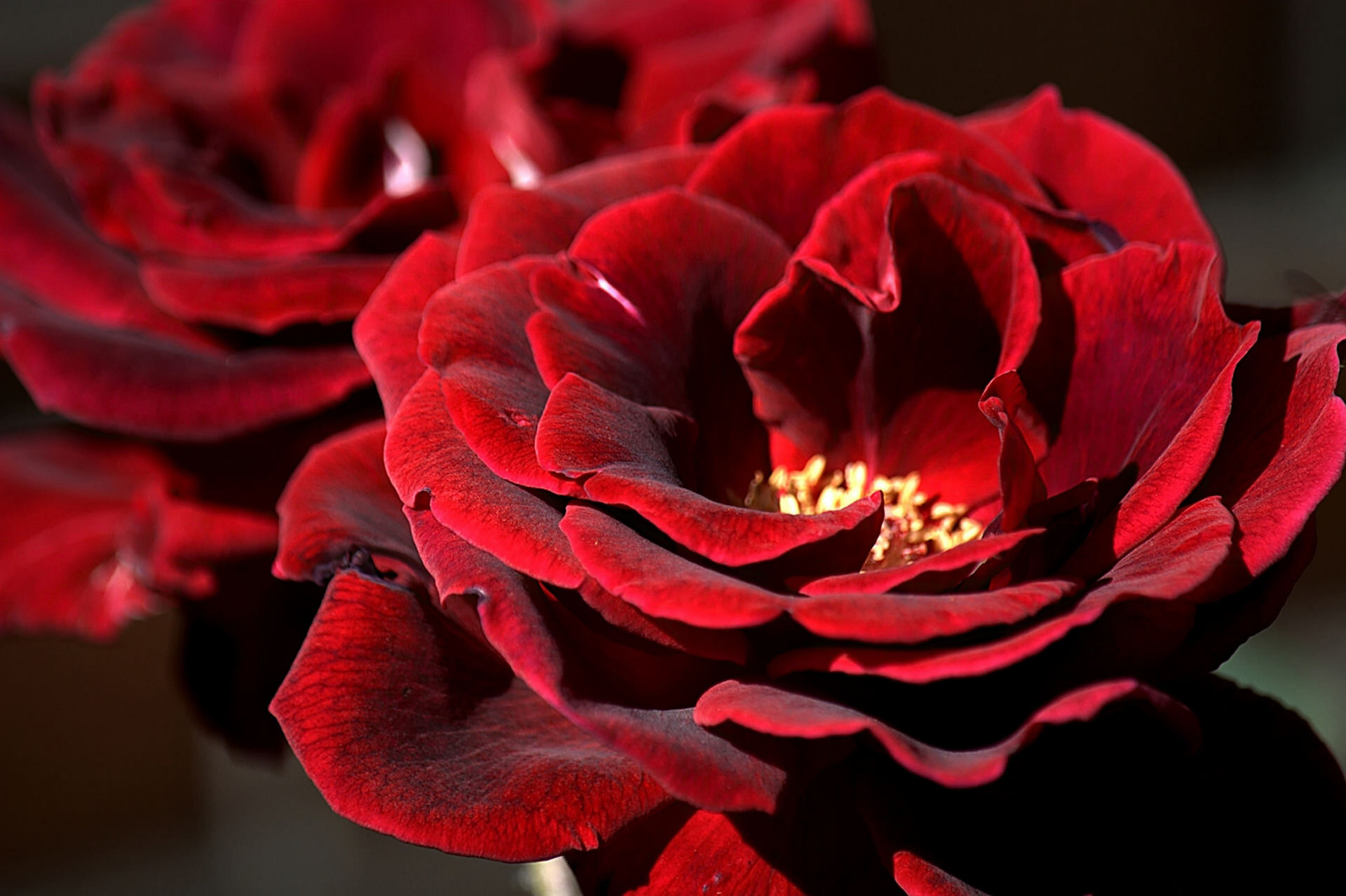 Laden Sie das Natur, Blumen, Blume, Rose, Nahansicht, Rote Blume, Erde/natur-Bild kostenlos auf Ihren PC-Desktop herunter