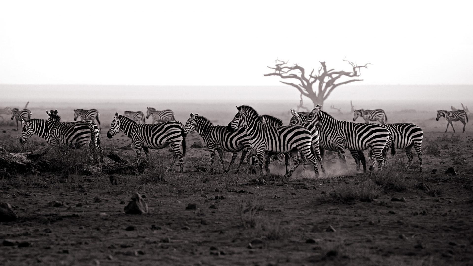 zebra, animals, landscape Smartphone Background