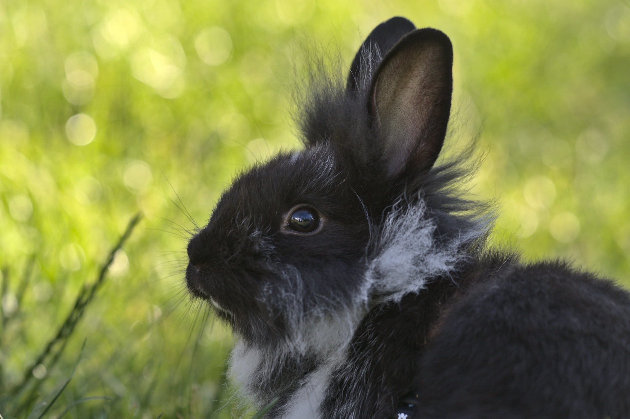 Handy-Wallpaper Tiere, Hase kostenlos herunterladen.