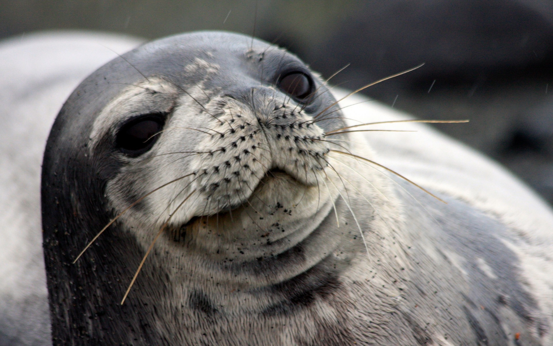 Free download wallpaper Seals, Animal, Seal on your PC desktop