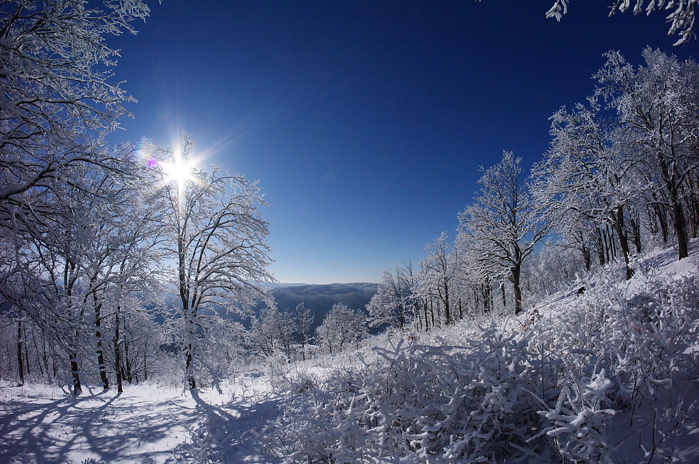 Baixar papel de parede para celular de Inverno, Neve, Árvore, Terra/natureza, Brilho Do Sol gratuito.