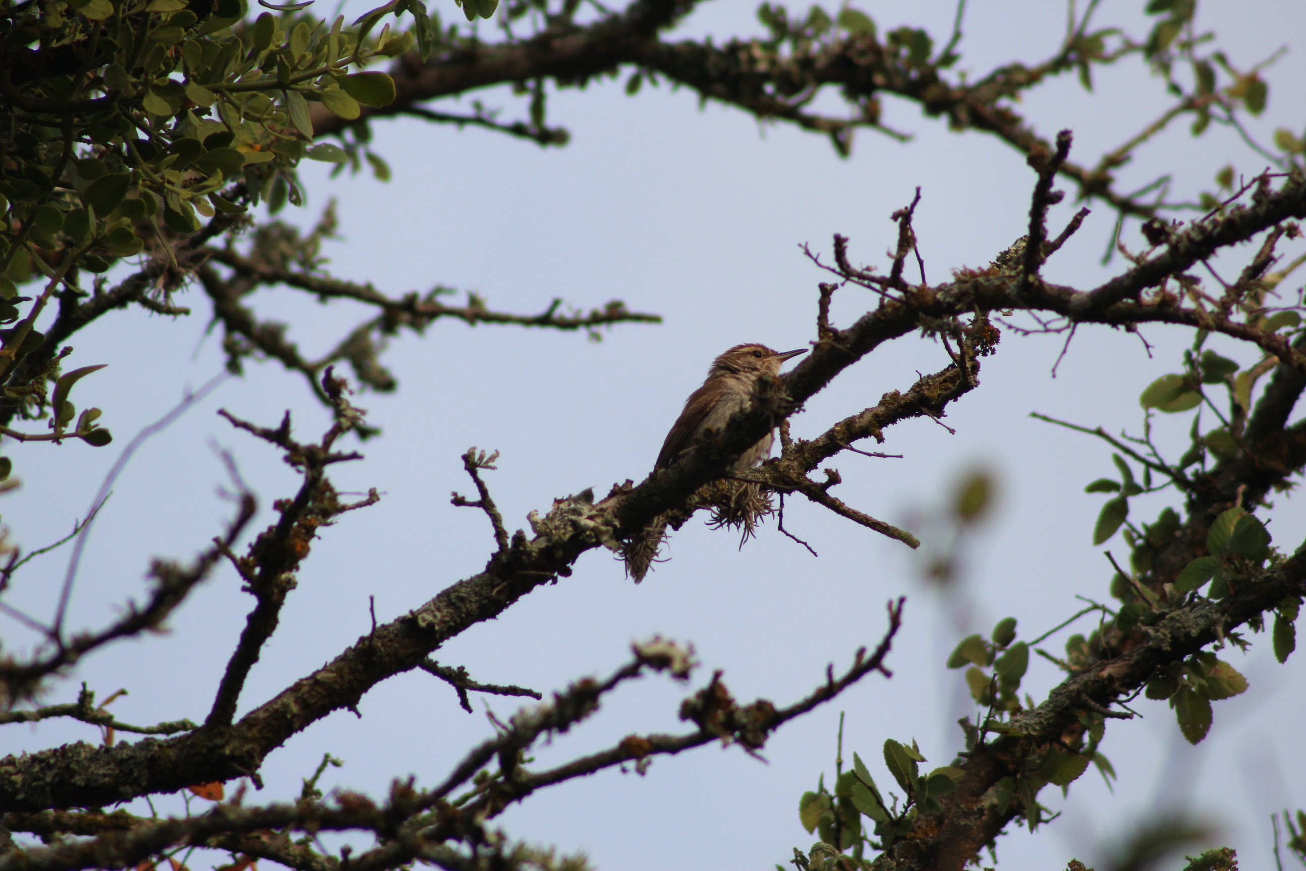 Free download wallpaper Birds, Bird, Animal on your PC desktop