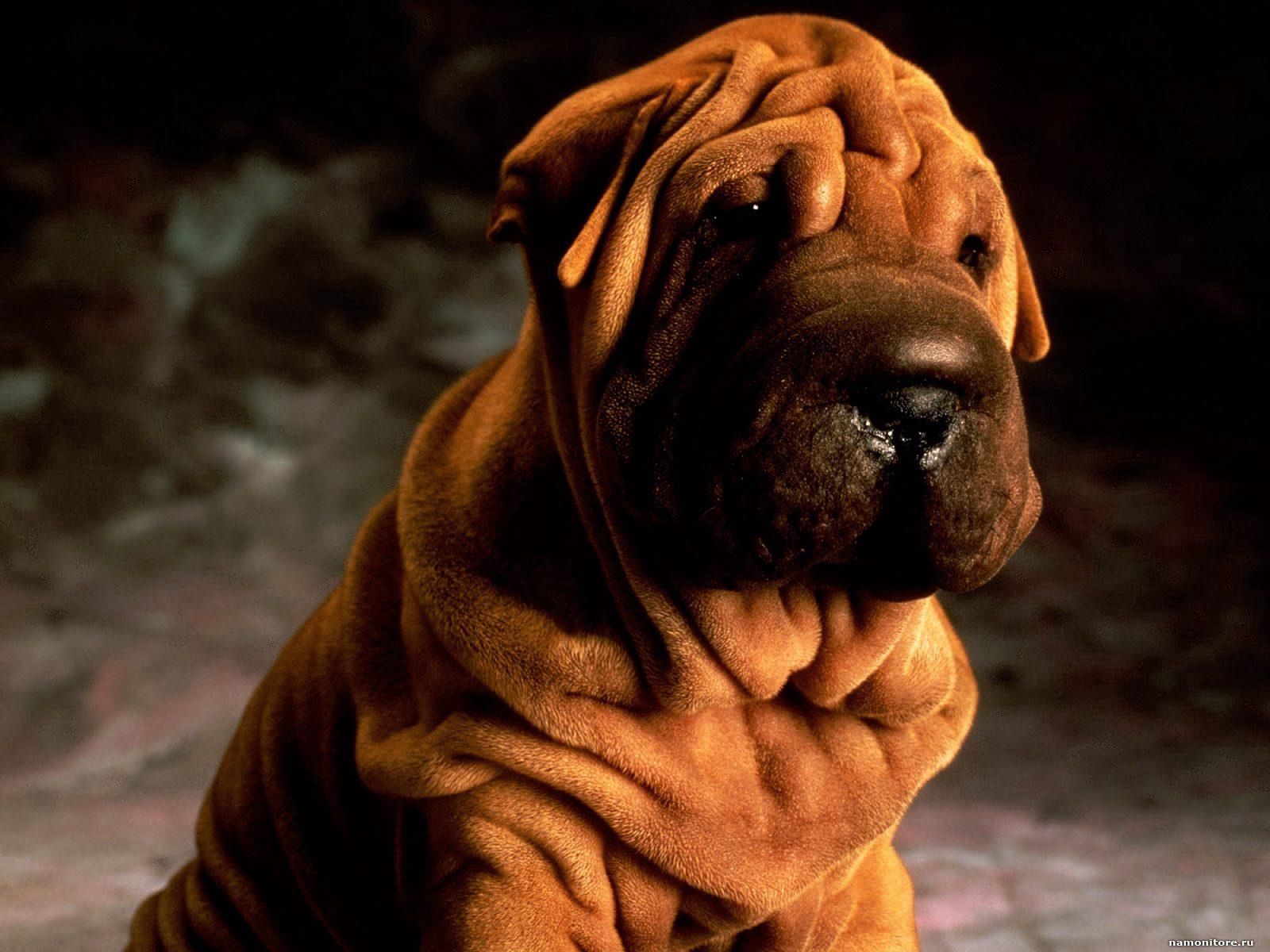 Download mobile wallpaper Shar Pei, Dog, Shadow, Animals, Brown for free.