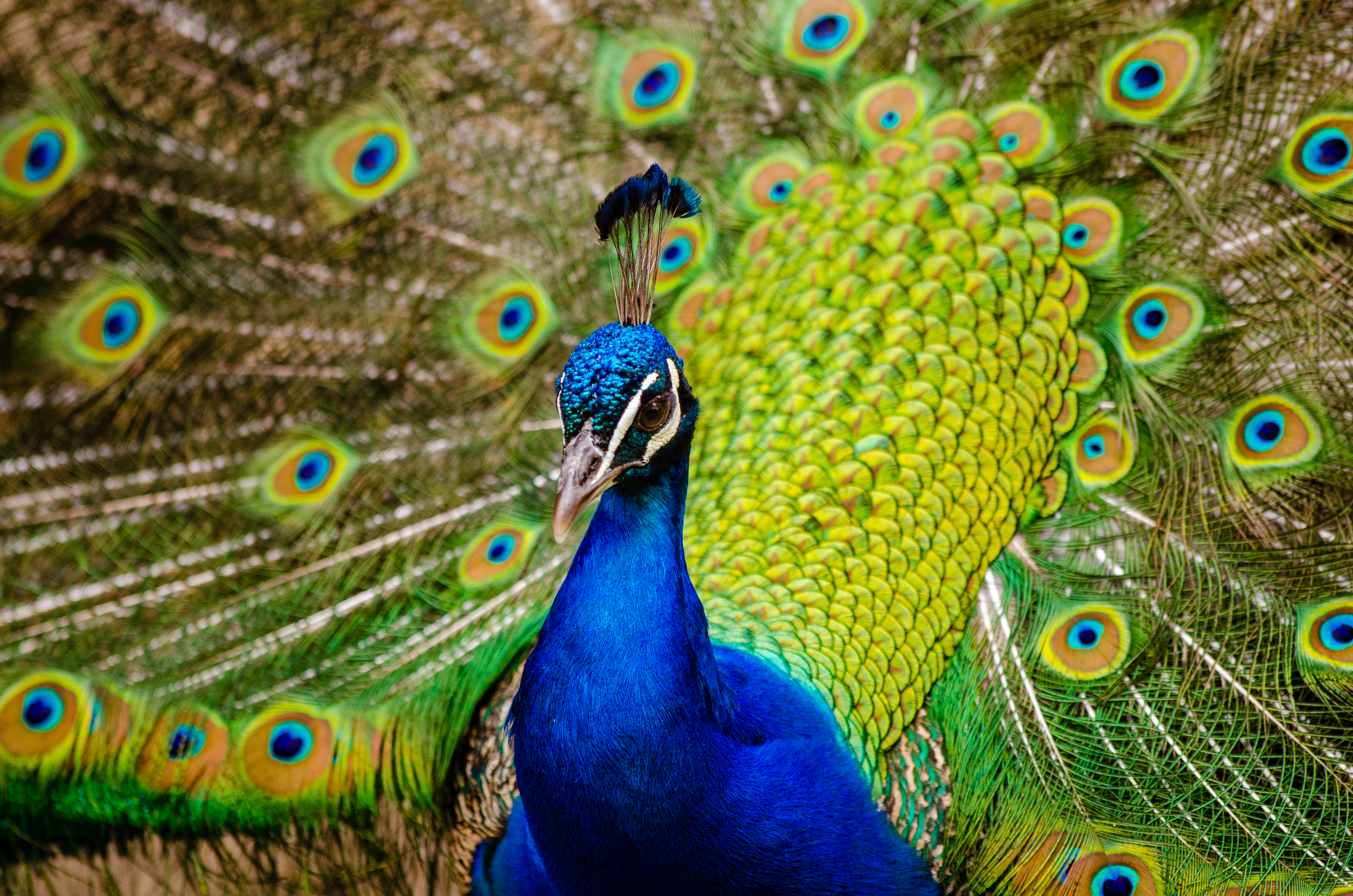 Laden Sie das Tiere, Vögel, Feder, Vogel, Nahansicht, Pfau-Bild kostenlos auf Ihren PC-Desktop herunter