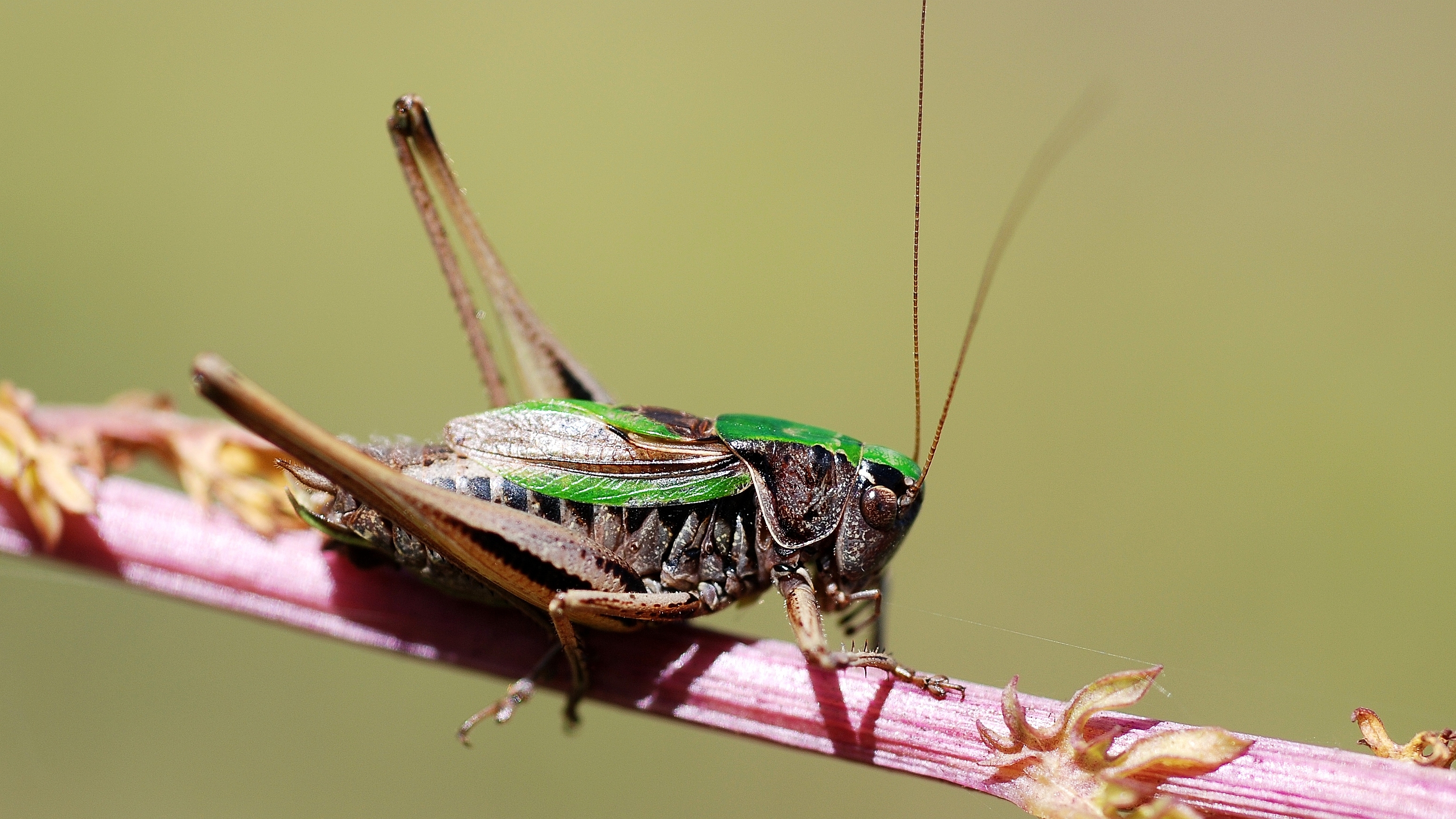 animal, cricket, insects