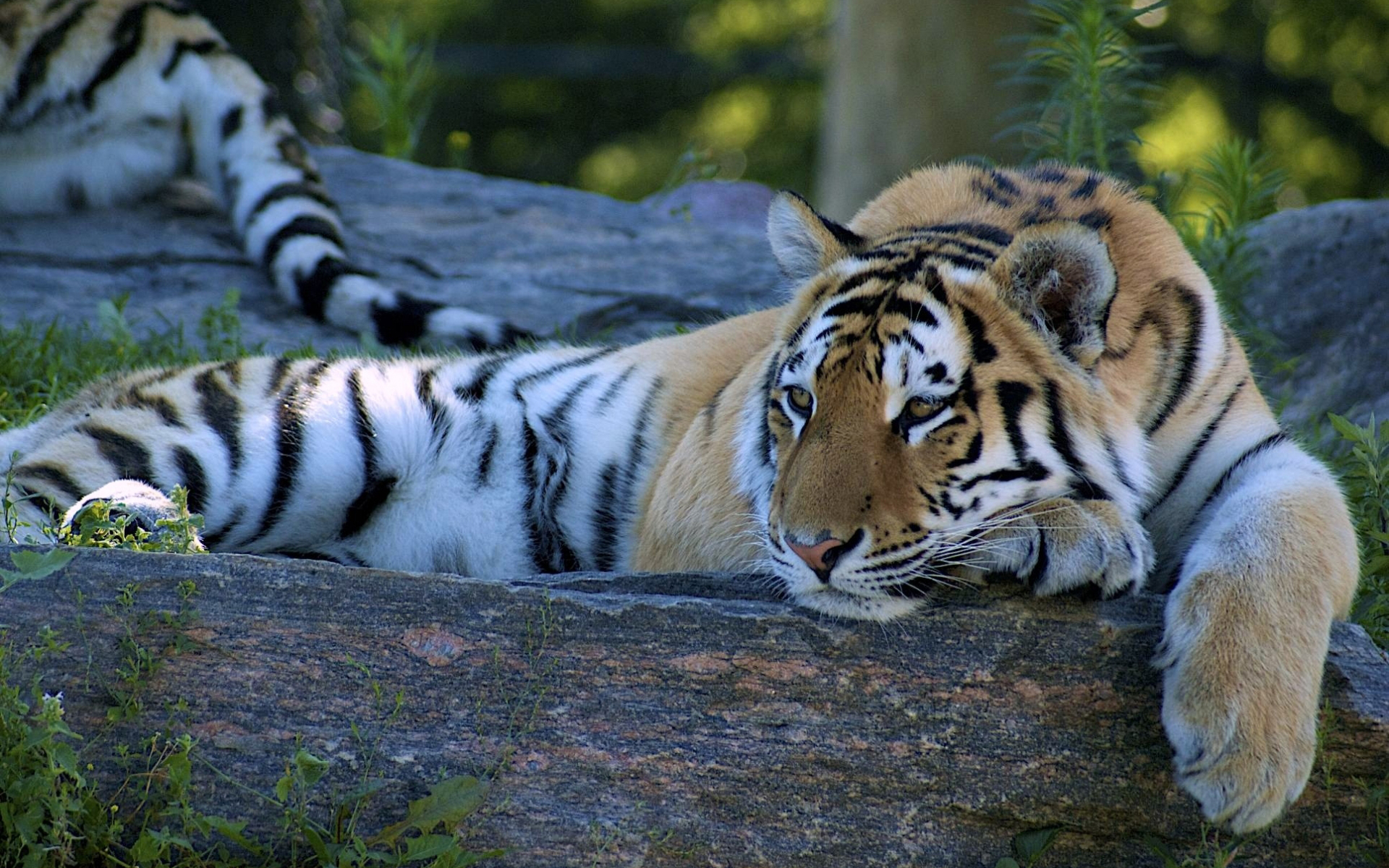 Téléchargez gratuitement l'image Animaux, Chats, Tigre sur le bureau de votre PC