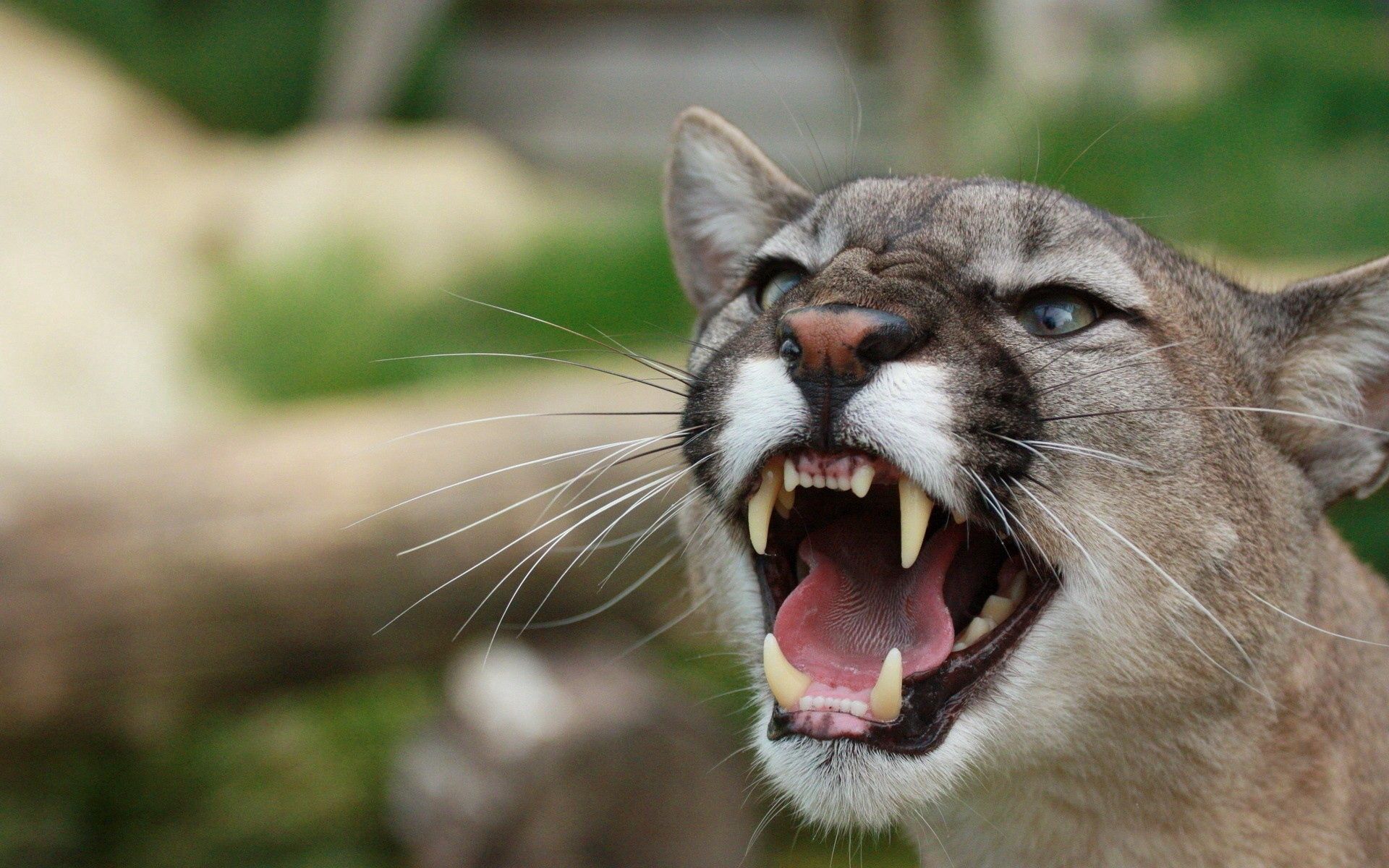 Download mobile wallpaper Anger, Fangs, Animals, Grin, Puma for free.