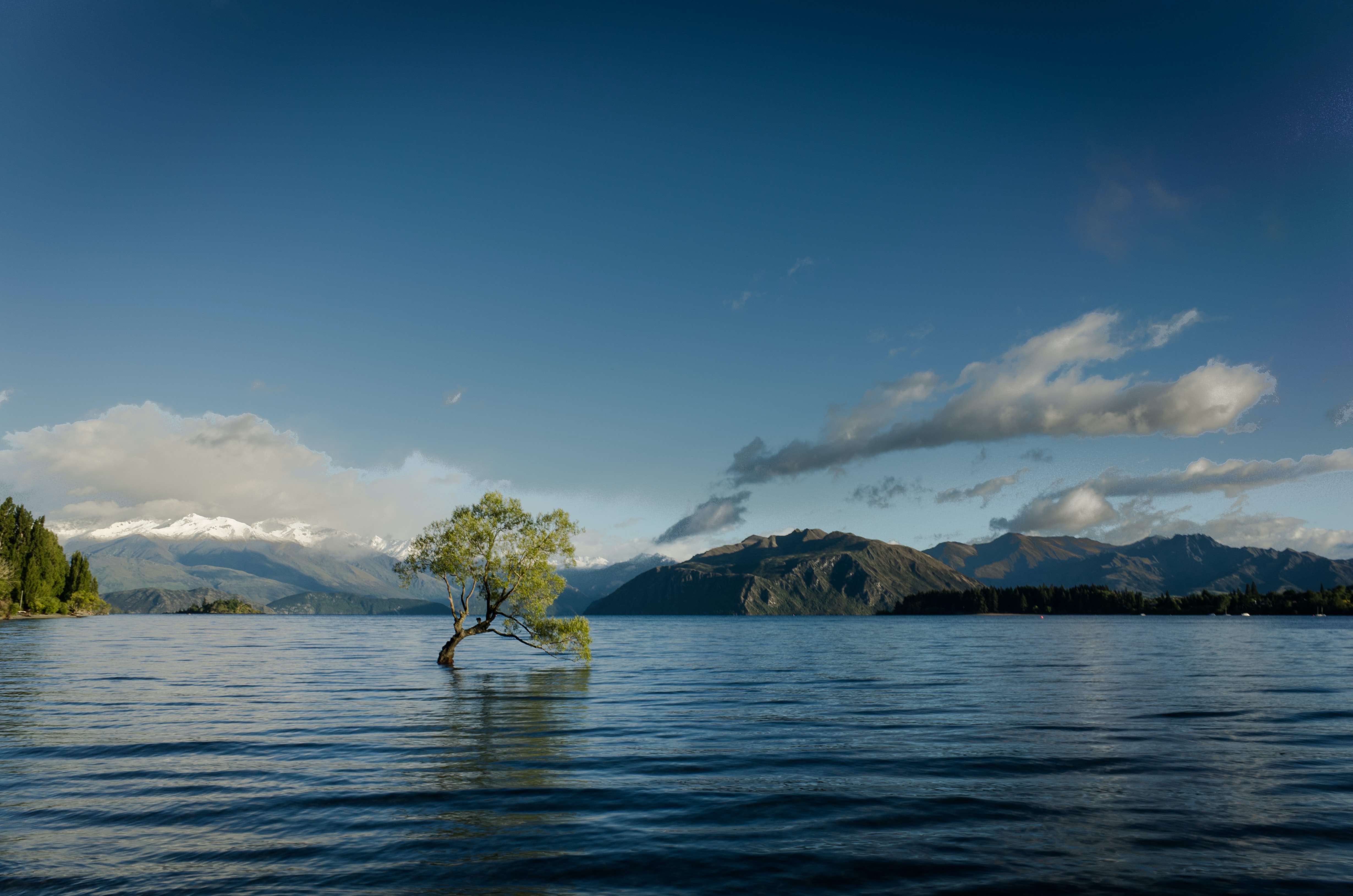 Handy-Wallpaper Neuseeland, Baum, Erde/natur, Lake Wānaka kostenlos herunterladen.