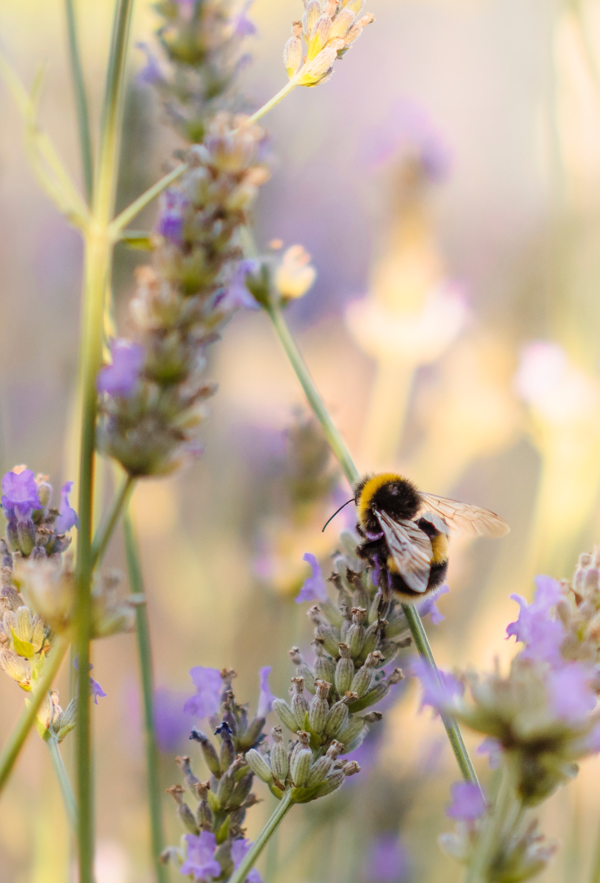 88021 baixar imagens animais, flor, macro, inseto, abelha, abelhão - papéis de parede e protetores de tela gratuitamente