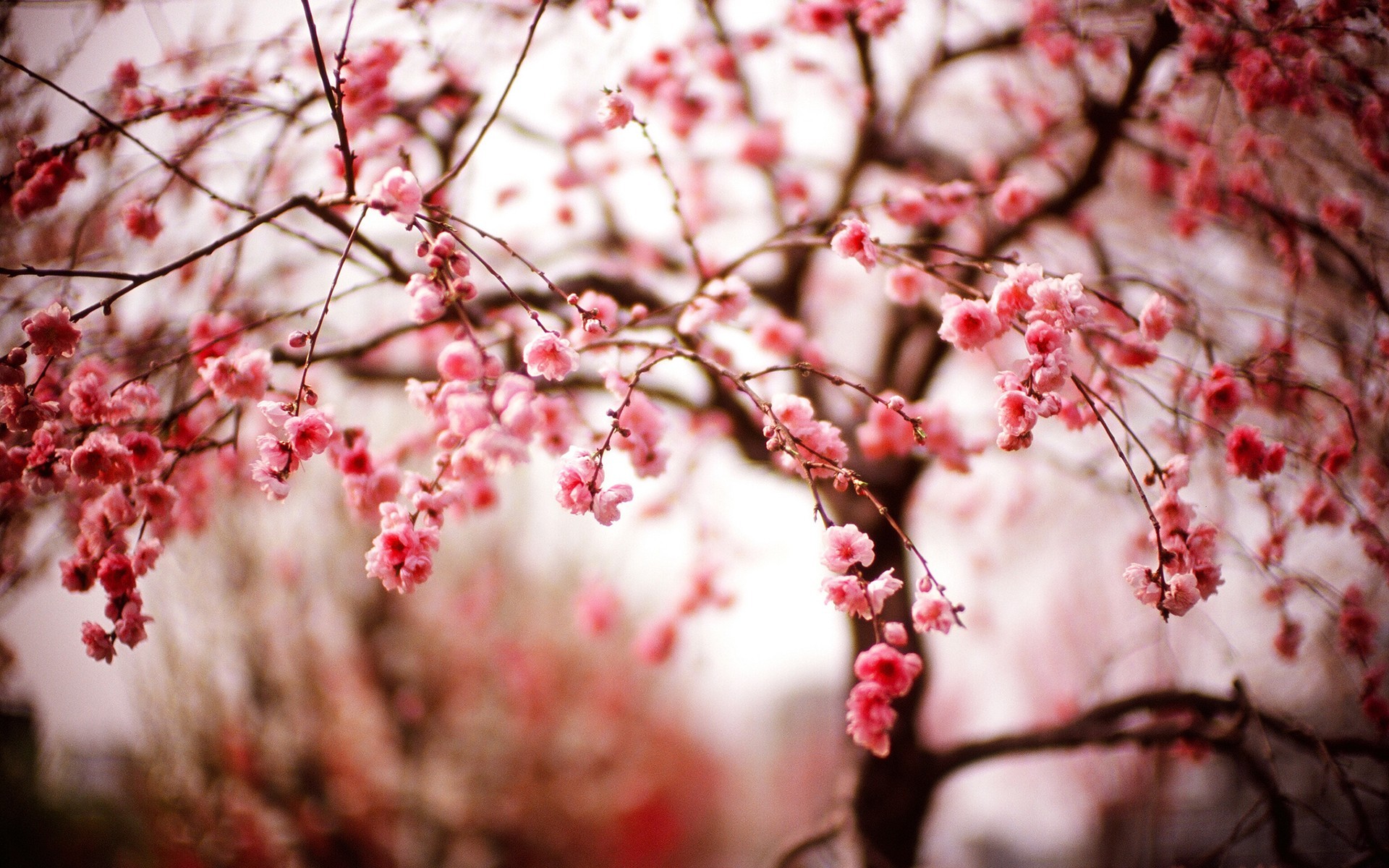 Descarga gratis la imagen Flores, Florecer, Tierra/naturaleza en el escritorio de tu PC