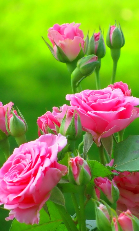 Download mobile wallpaper Flowers, Flower, Rose, Bud, Earth, Pink Flower for free.