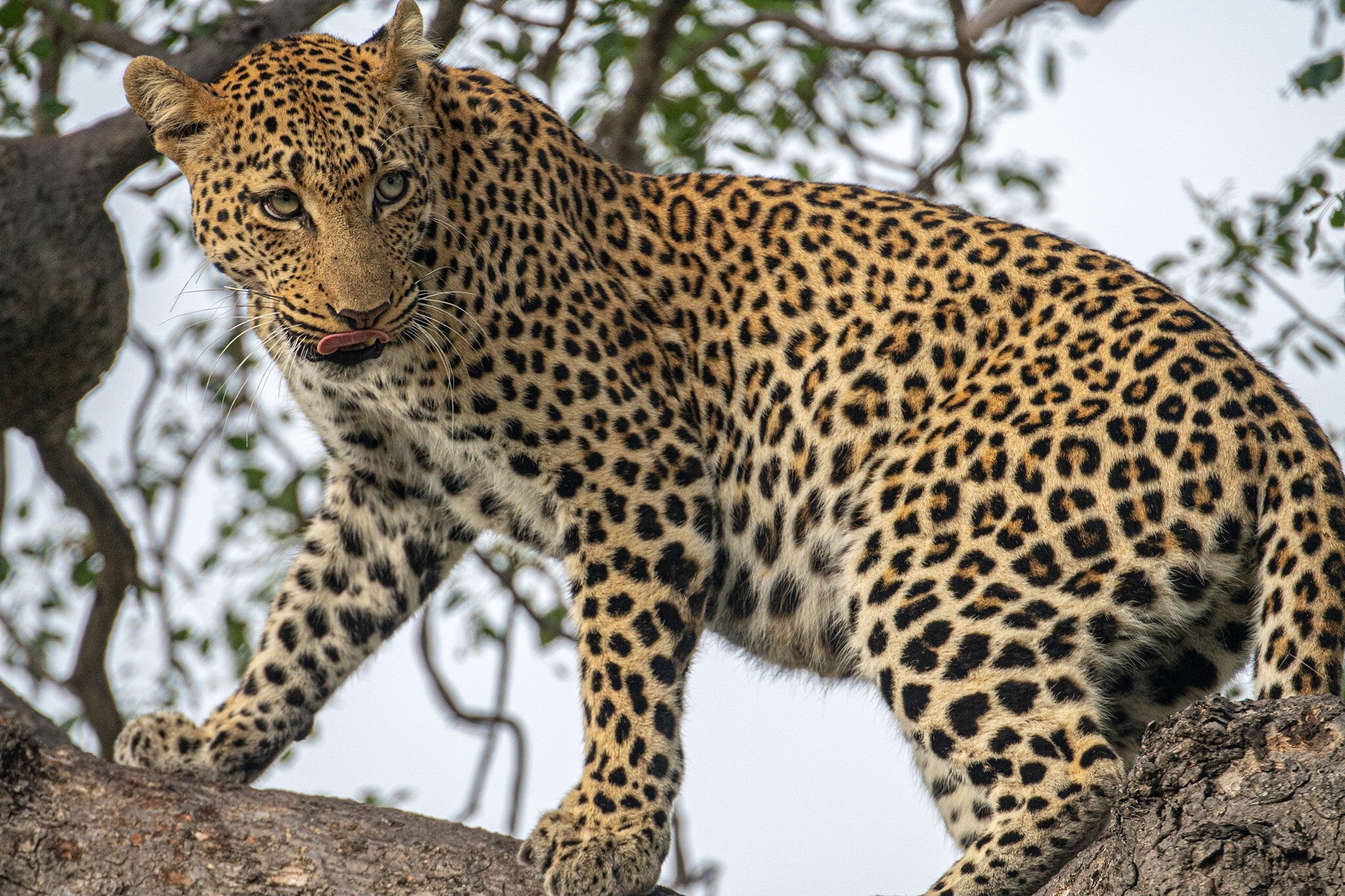 Baixar papel de parede para celular de Animais, Gatos, Leopardo gratuito.