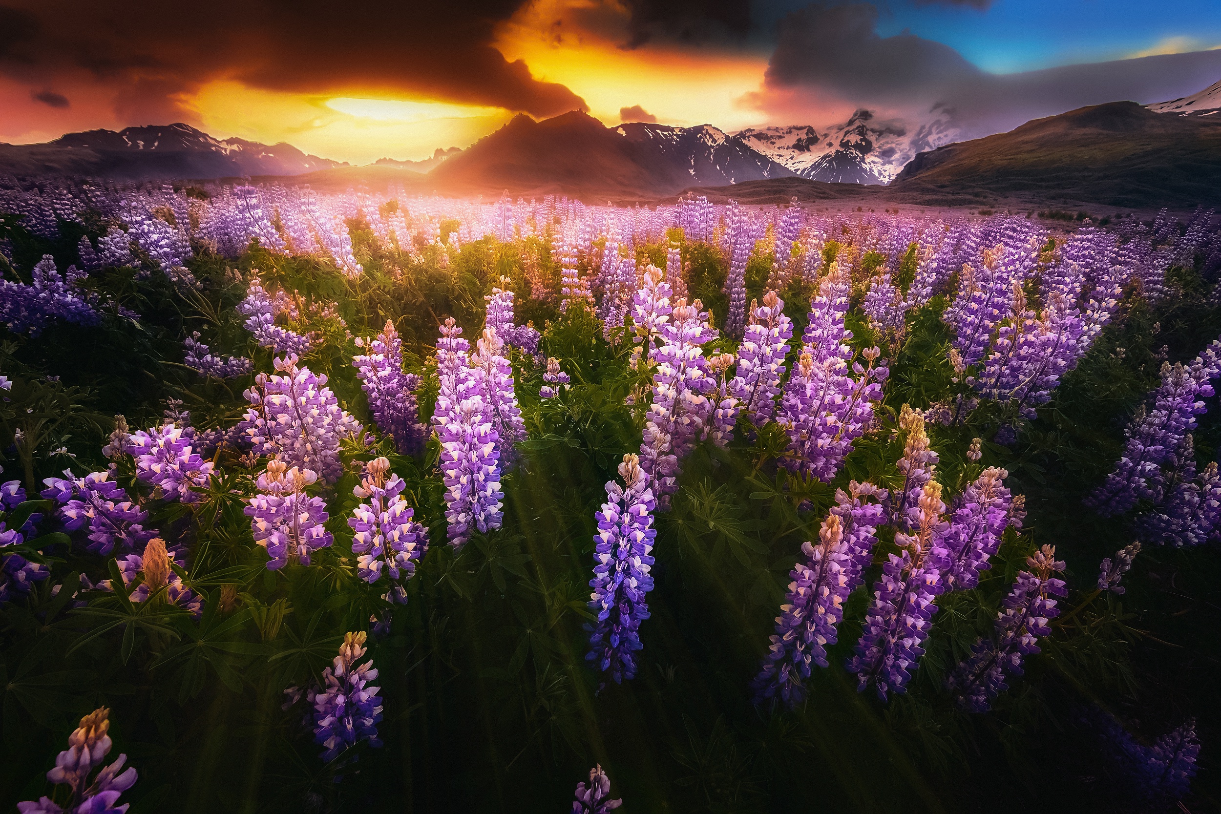 Download mobile wallpaper Nature, Mountain, Flower, Earth, Lupine, Sunbeam for free.