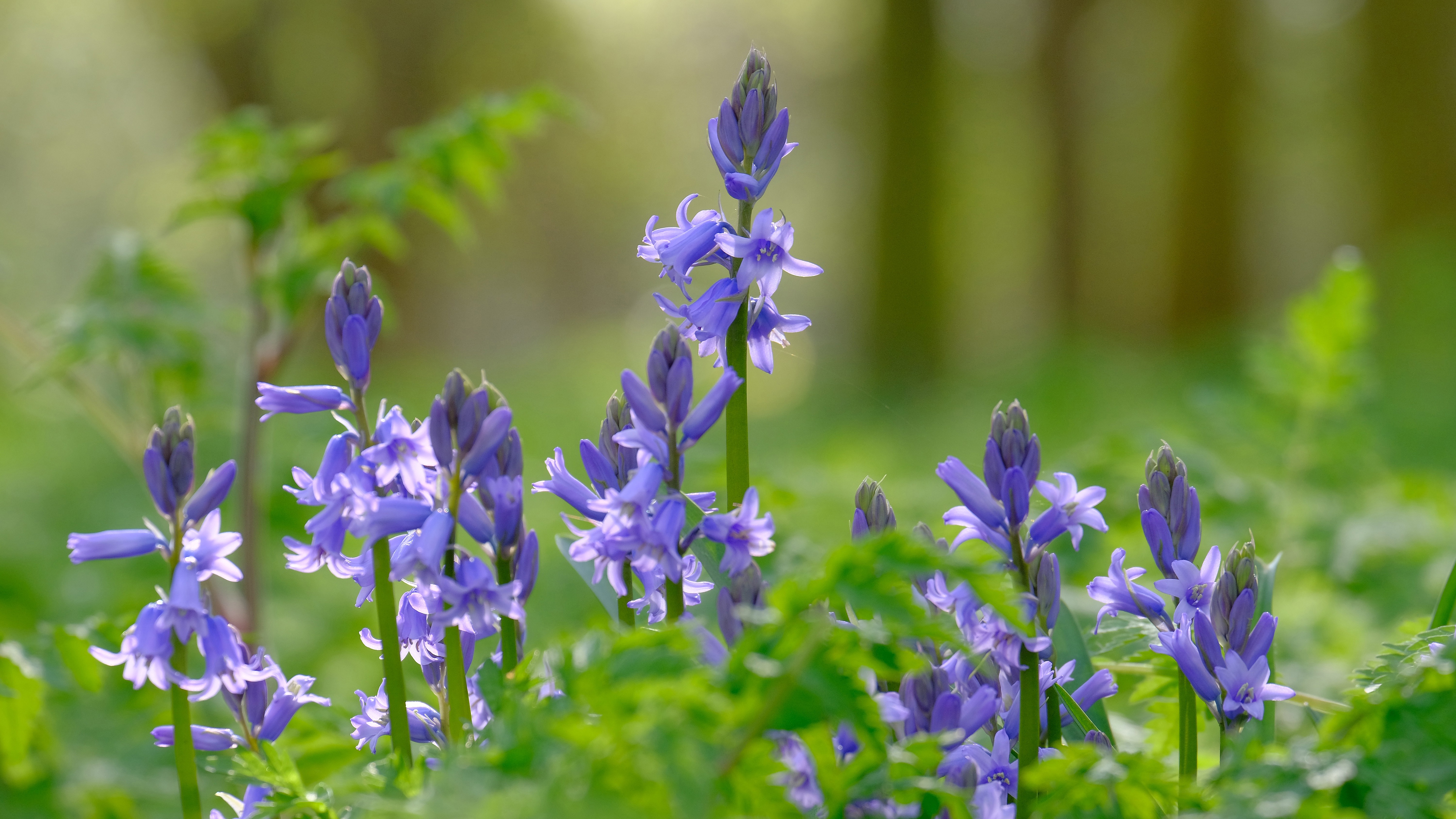 Téléchargez gratuitement l'image Fleurs, Fleur, Terre/nature sur le bureau de votre PC