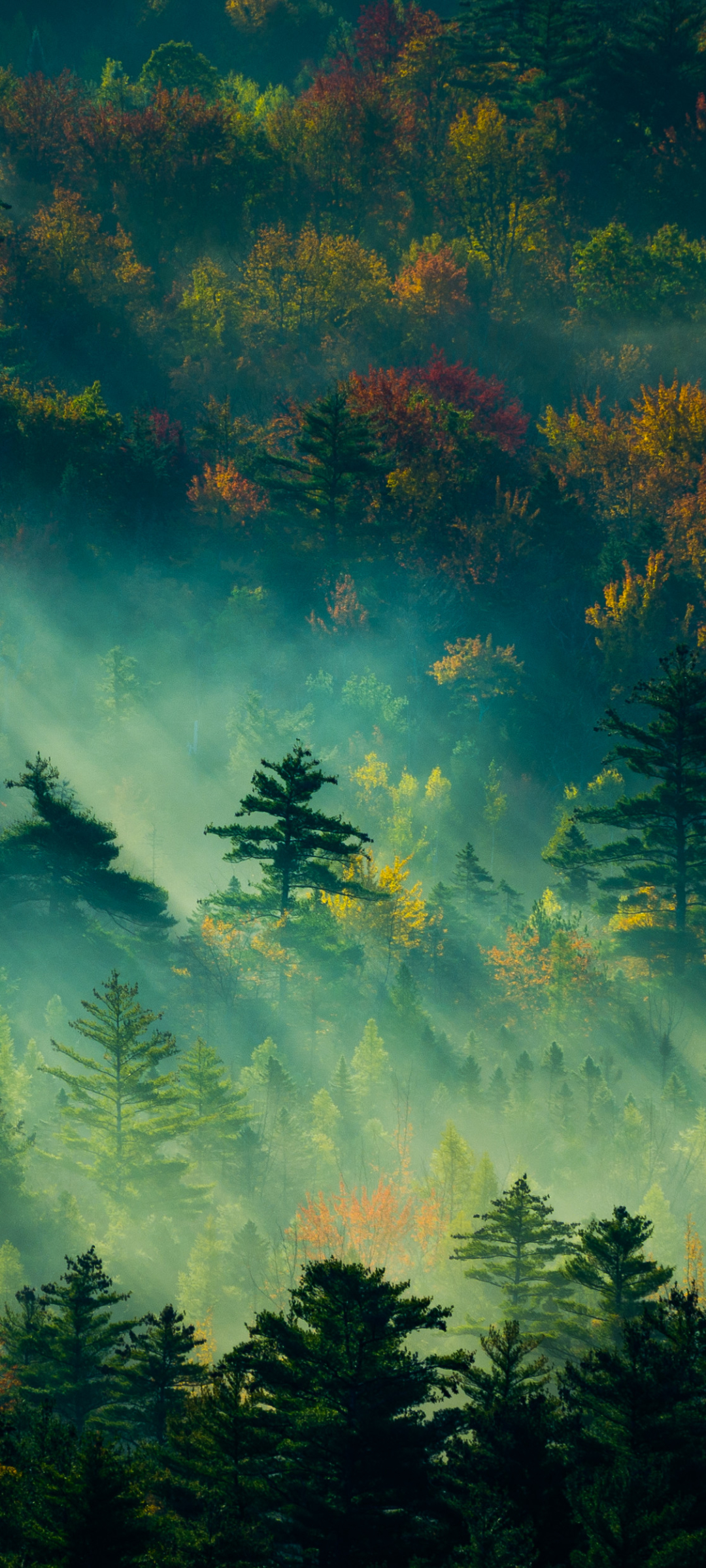 Téléchargez des papiers peints mobile Forêt, Brouillard, Matin, Lumière Du Soleil, Terre/nature gratuitement.
