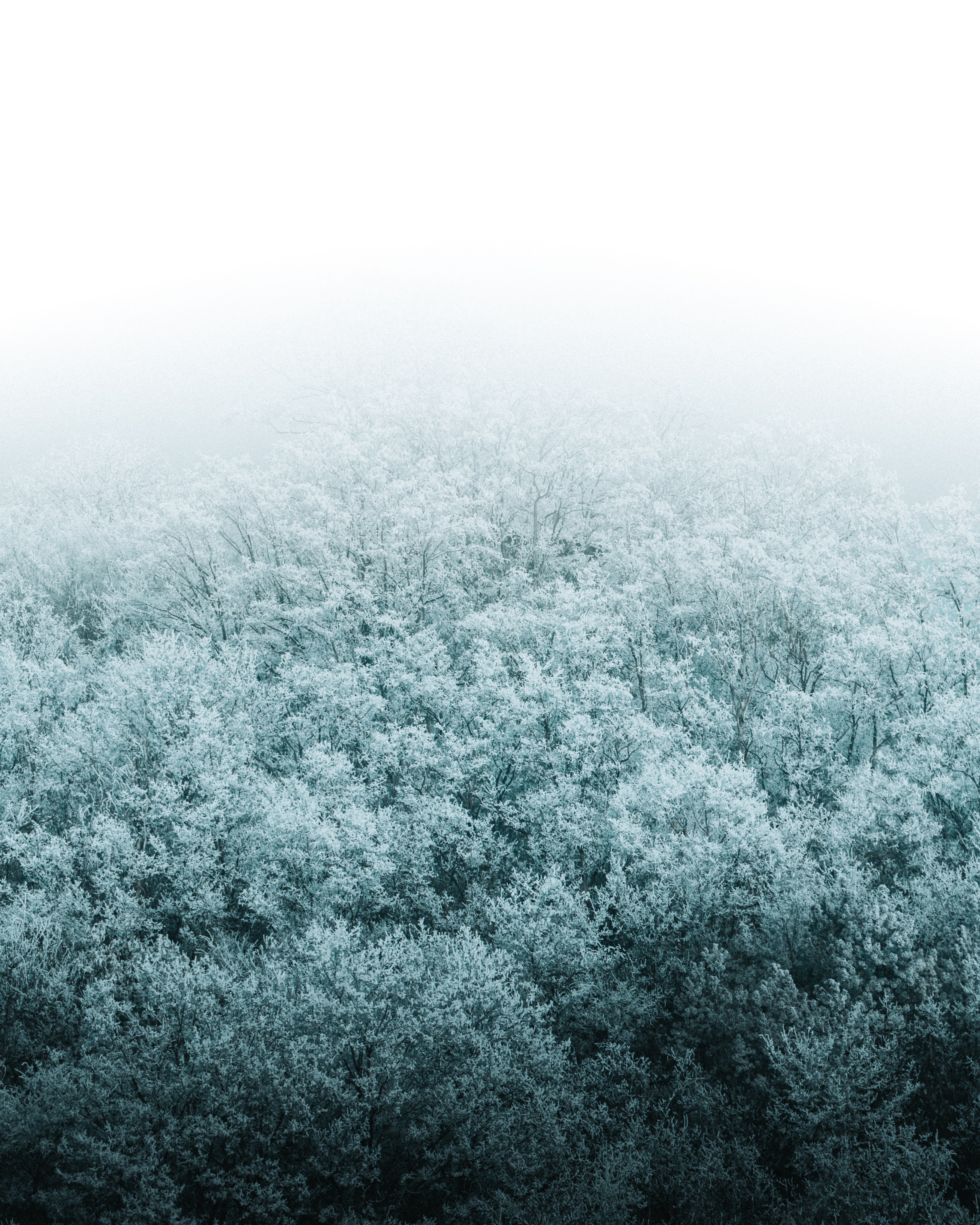 Baixar papel de parede para celular de Árvores, Vista De Cima, Ver De Cima, Natureza, Floresta, Neve, Inverno gratuito.