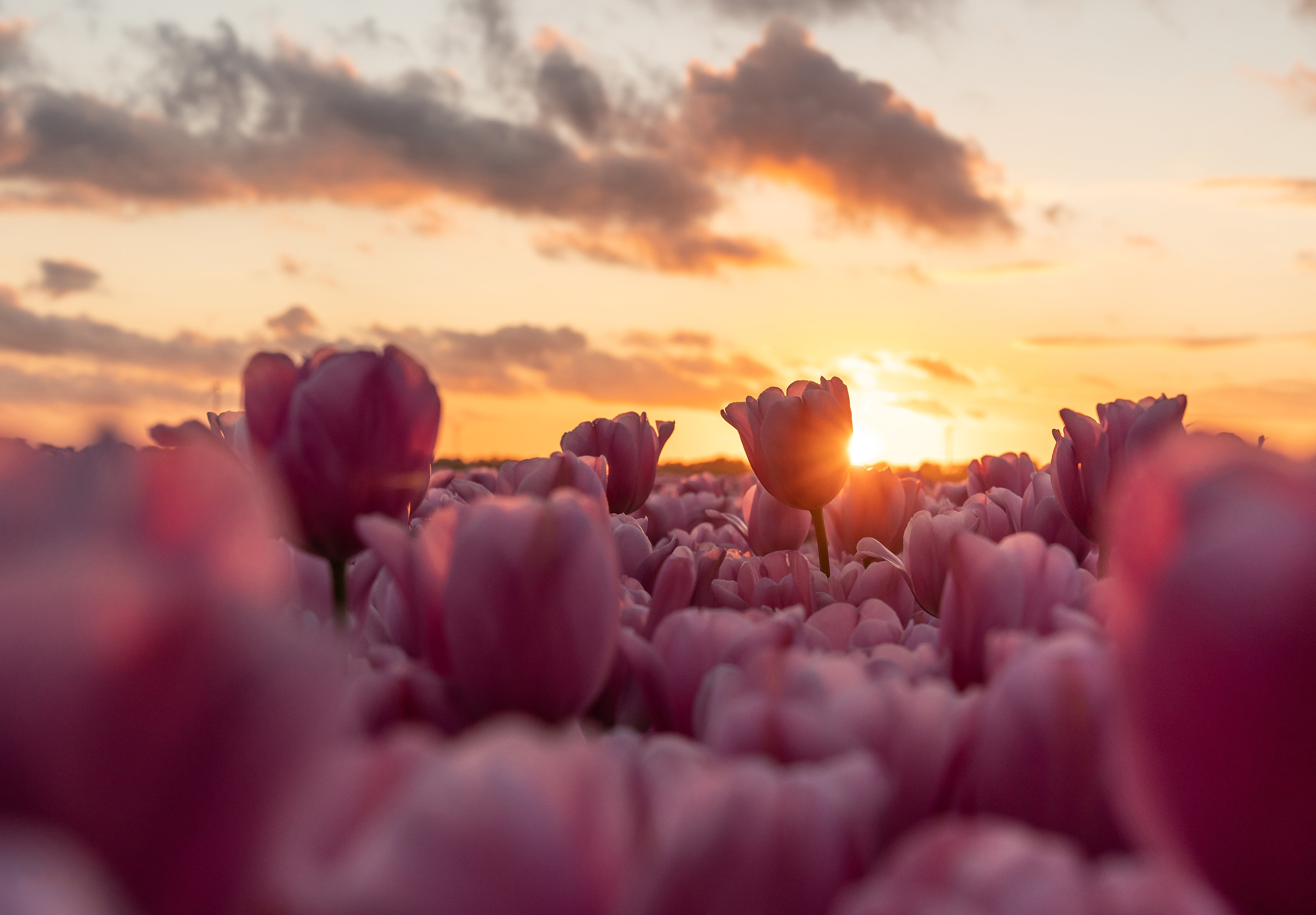 Download mobile wallpaper Flowers, Earth, Tulip, Pink Flower for free.