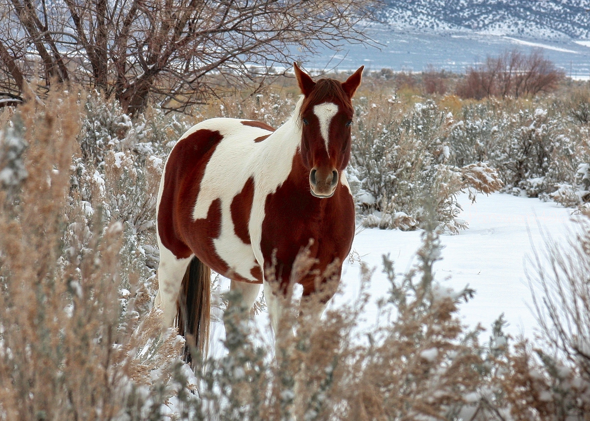 Download mobile wallpaper Landscape, Winter, Snow, Animal, Horse for free.