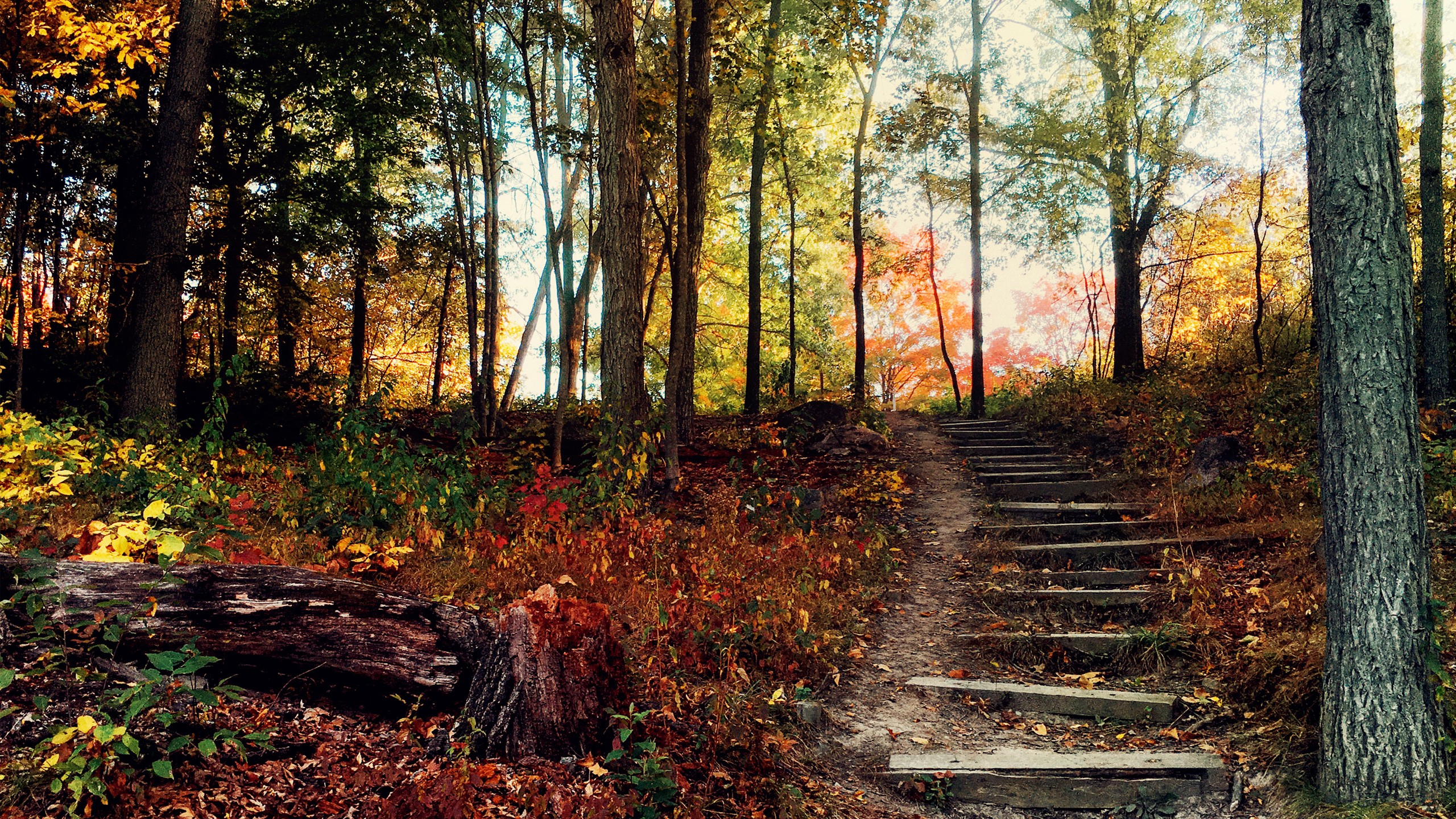 Téléchargez des papiers peints mobile Automne, Forêt, Escalier, Construction Humaine gratuitement.