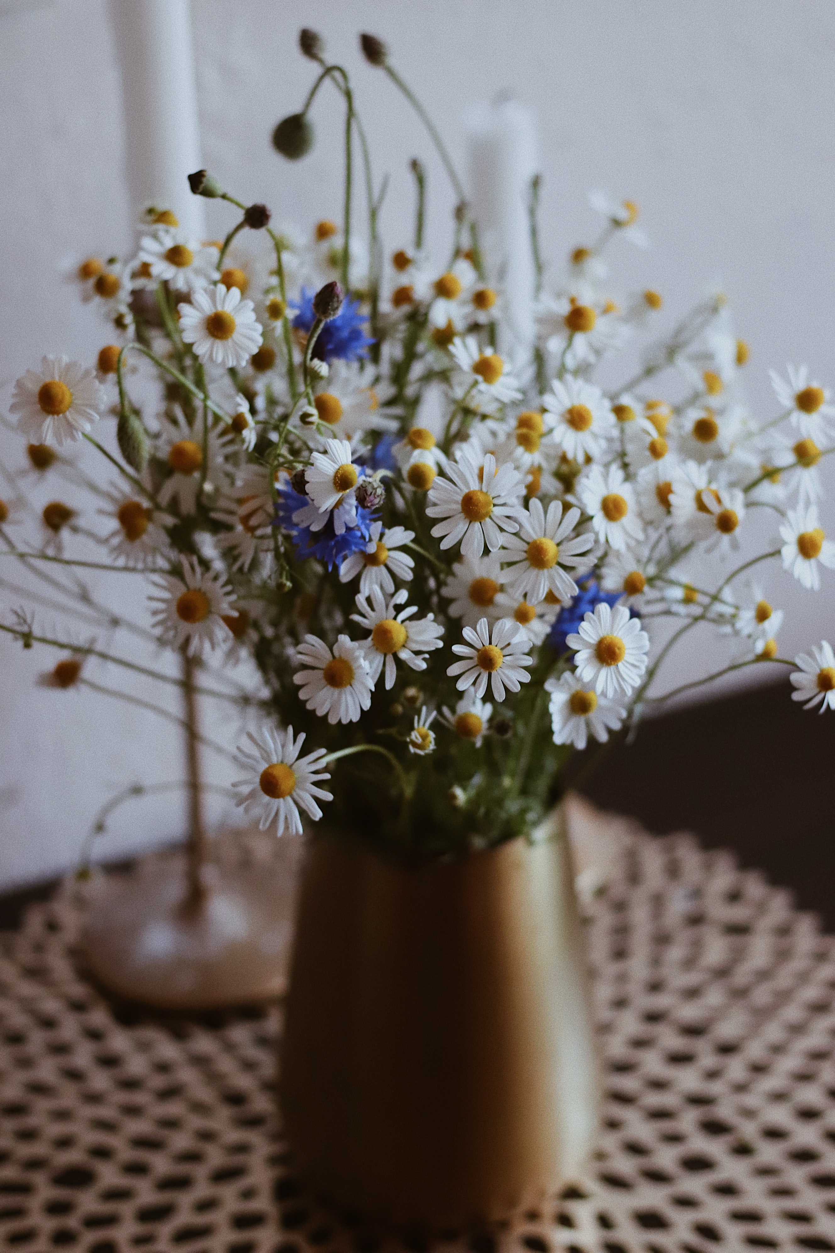 71001 скачать обои полевые цветы, цветы, ваза, ромашка - заставки и картинки бесплатно