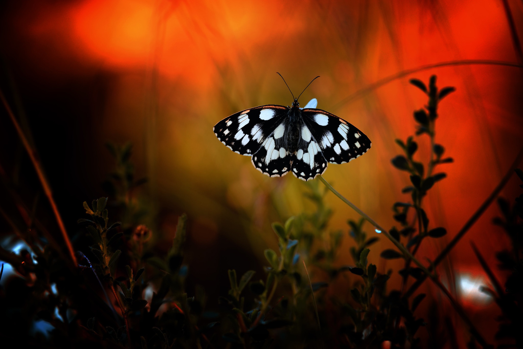 Download mobile wallpaper Macro, Insect, Butterfly, Animal for free.