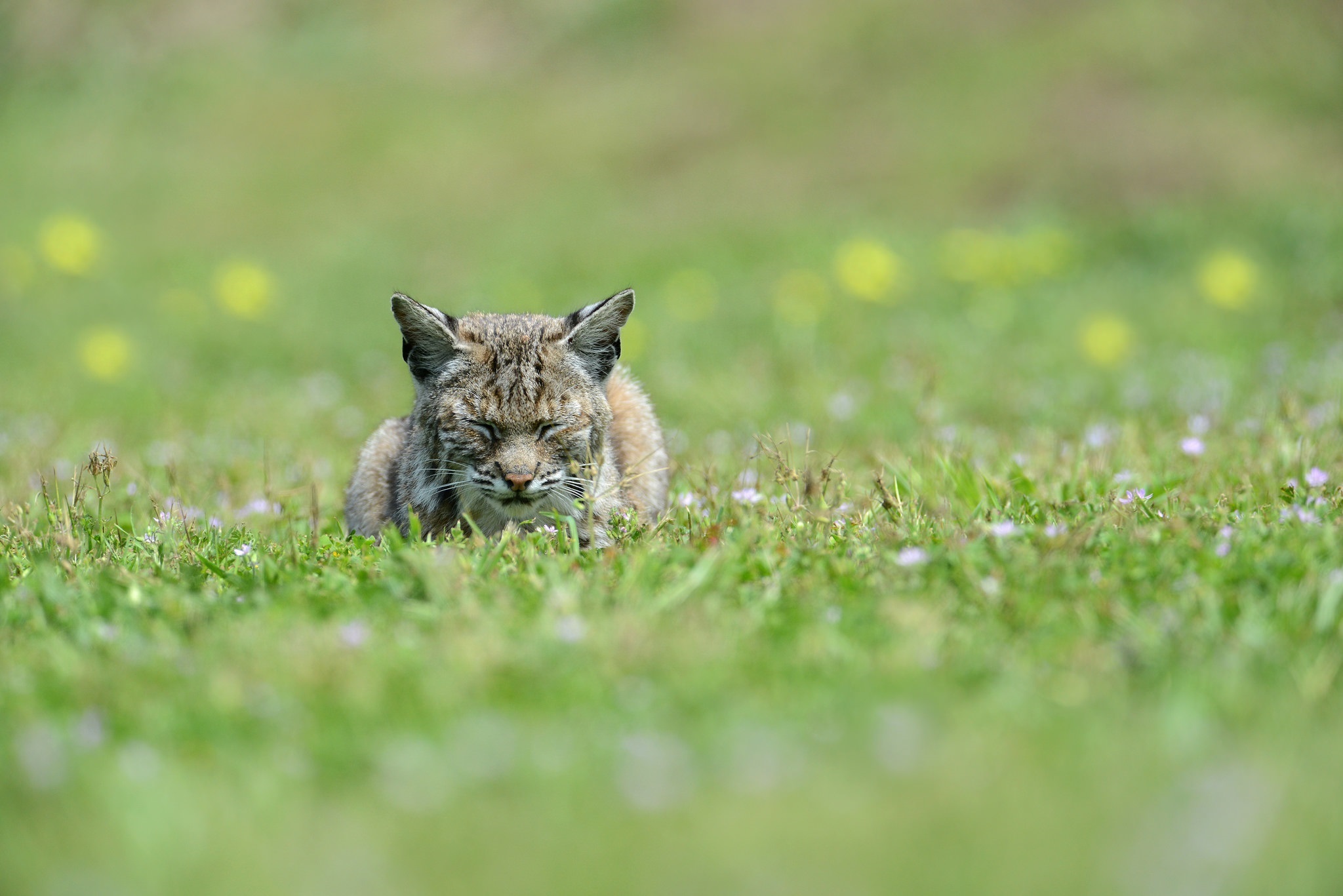 Free download wallpaper Cats, Grass, Blur, Animal, Lynx on your PC desktop