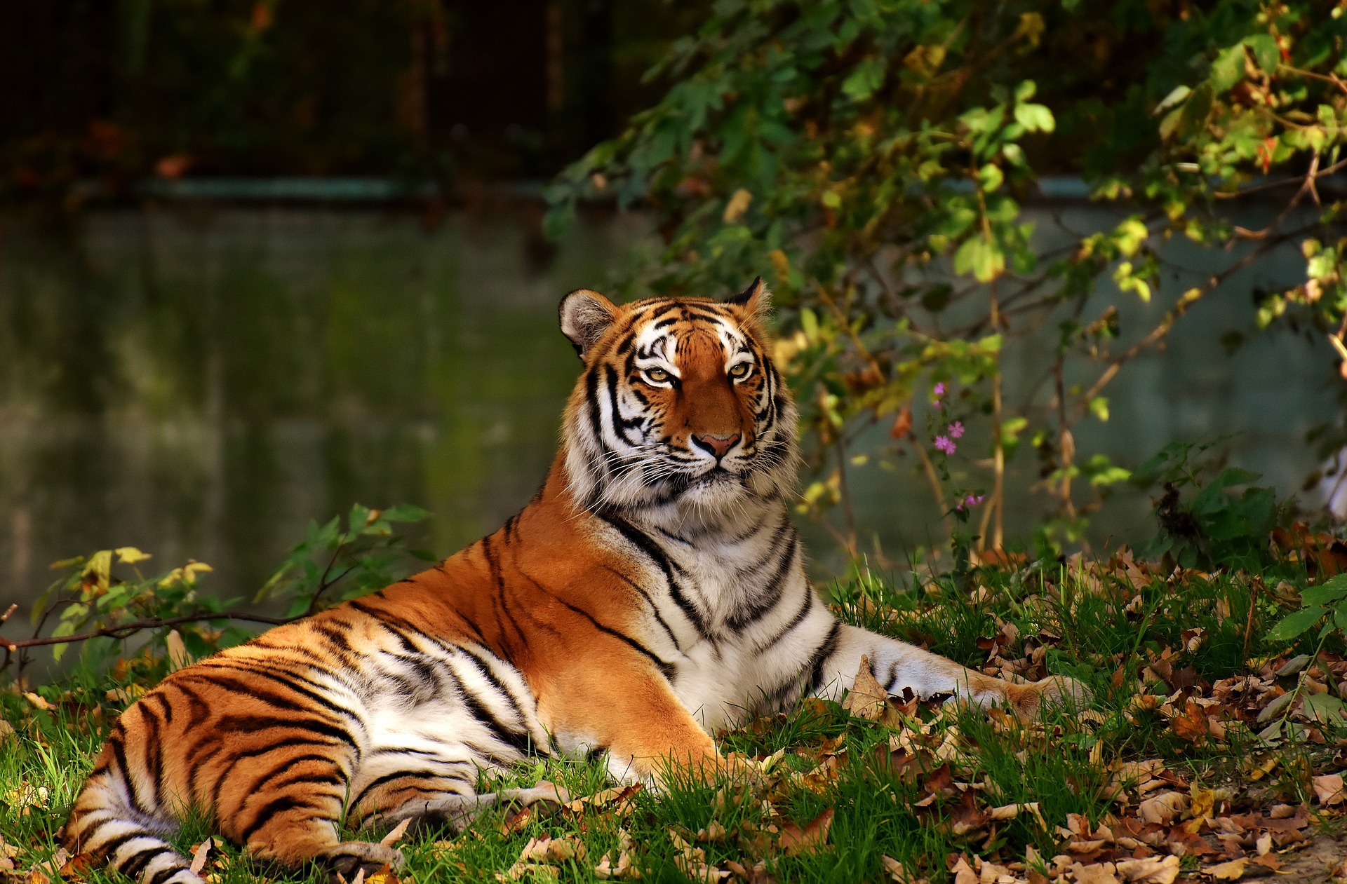 Free download wallpaper Cats, Tiger, Animal, Depth Of Field on your PC desktop