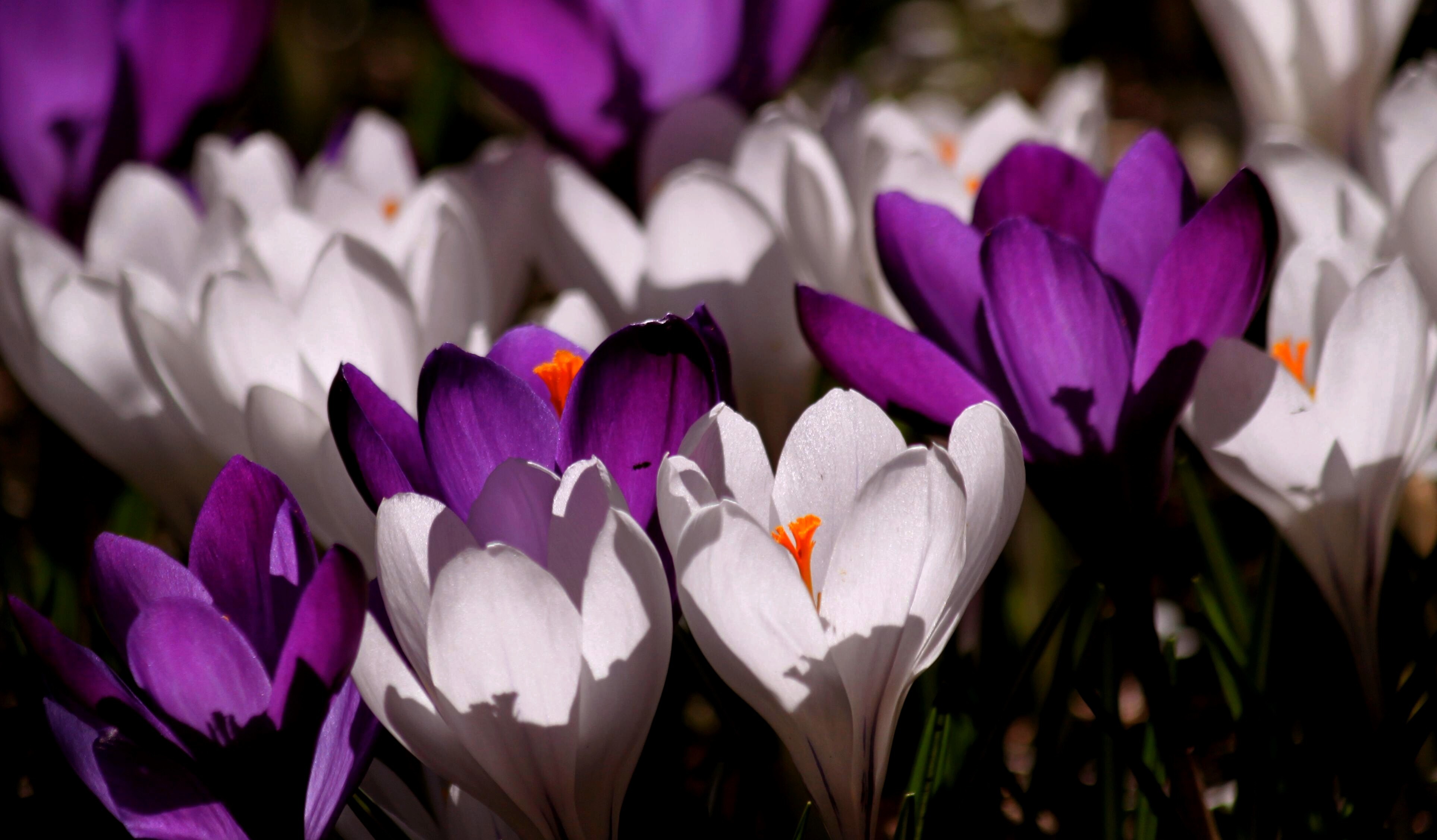無料モバイル壁紙自然, フラワーズ, 花, 地球, 春, クロッカス, 白い花, 紫色の花をダウンロードします。